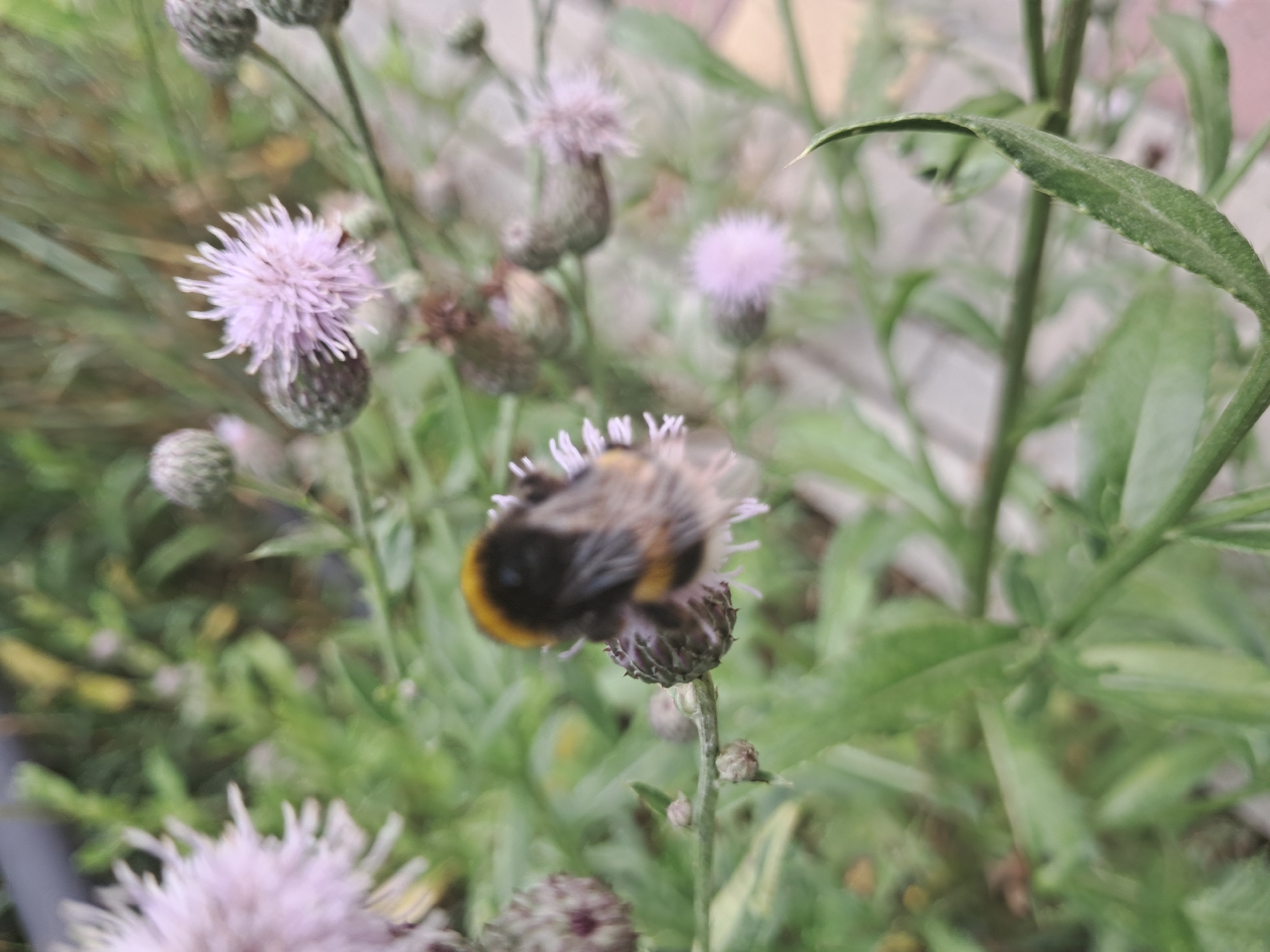 An extreme close-up, shallow depth-of-field shot shows a bumblebee covered in pollen on a thistle plant. The bumblebee, primarily yellow and black, is perched on a thistle flower that is slightly out of focus. The thistle plant has multiple seed heads and one blooming pink thistle flower, all surrounded by green foliage. The background is blurred, with hints of a paved surface and other greenery. The image appears to have been taken outdoors in a garden or natural setting.