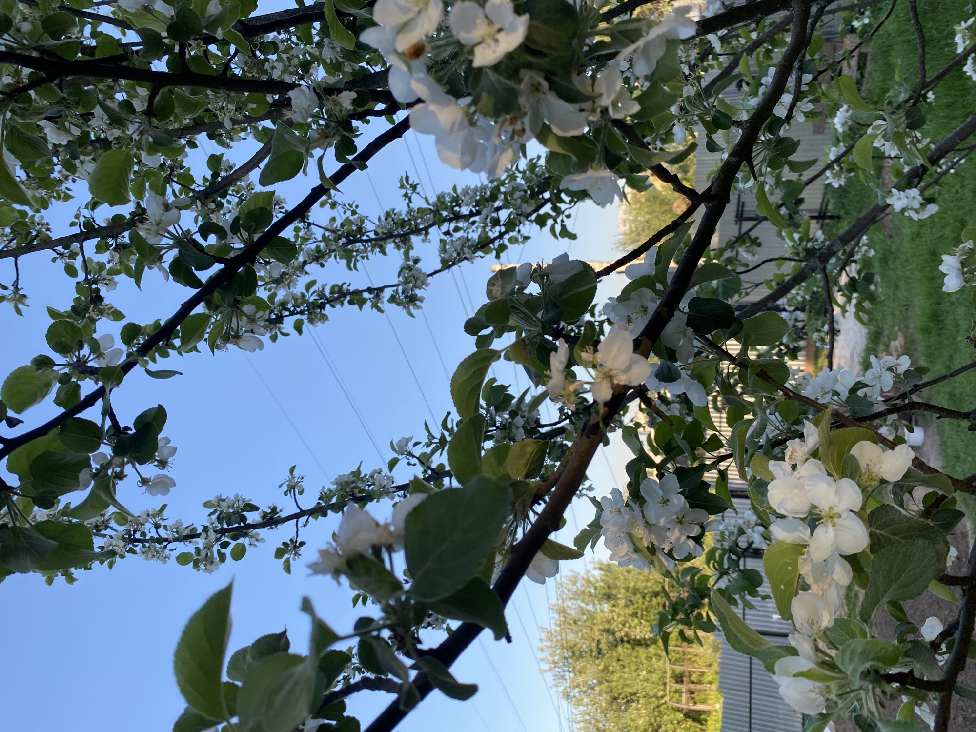 The image depicts a view looking up into the branches of a tree in full bloom with white flowers and green leaves. A clear, blue sky is visible in the background. The location appears to be Chaikovsky, Russia, due to the presence of power lines overhead which are typical in many urban areas. A building with corrugated metal siding and a grassy area with other trees are partially visible in the background to the right.