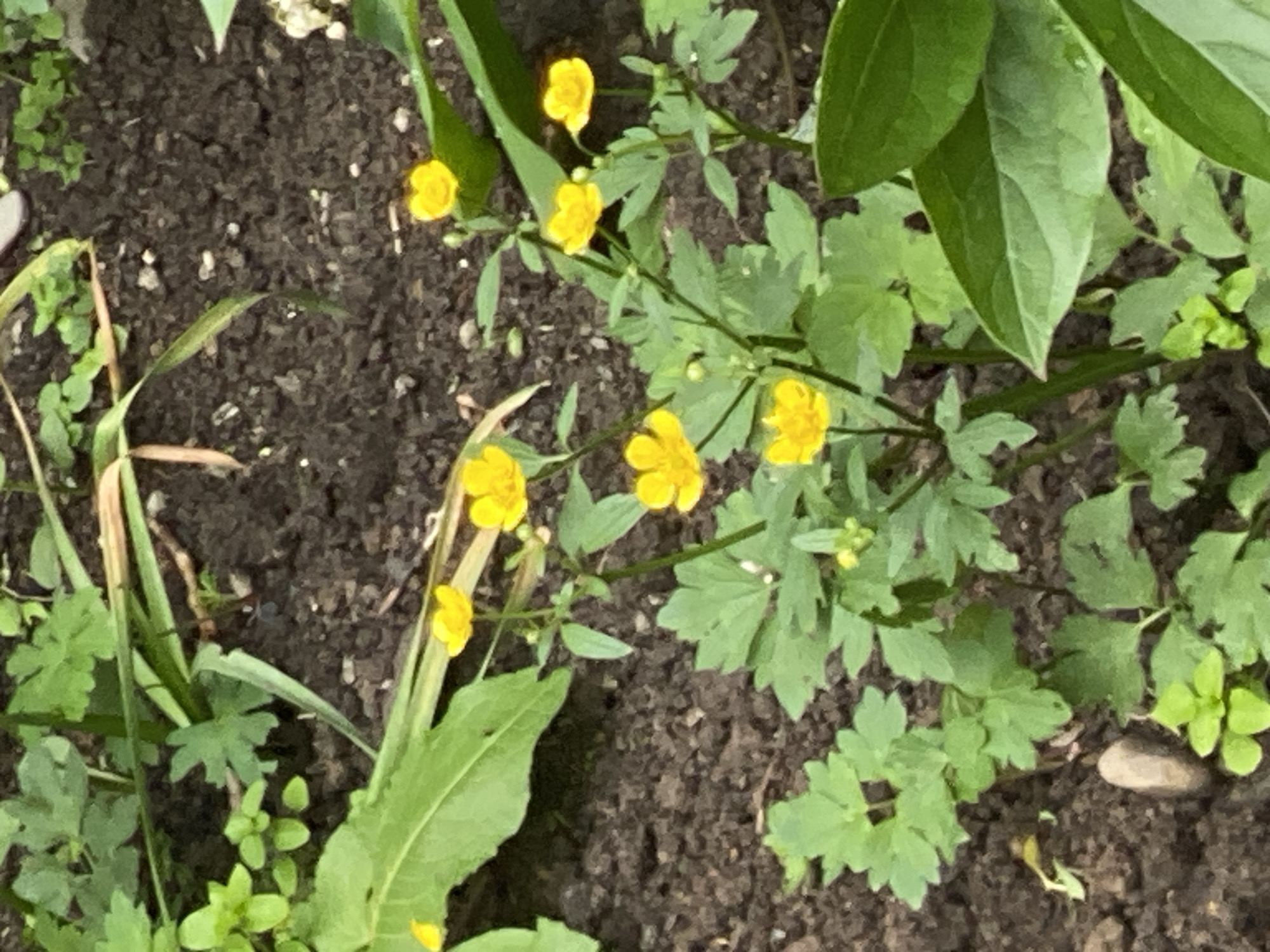 In Yuzhno-Sakhalinsk, Russia, a cluster of small, yellow buttercup flowers are growing in dark soil. The flowers have five petals and are on thin green stems. Some are in bloom, while others are still buds. Lush green leaves surround the flowers. The scene appears to be an outdoor garden or natural setting.