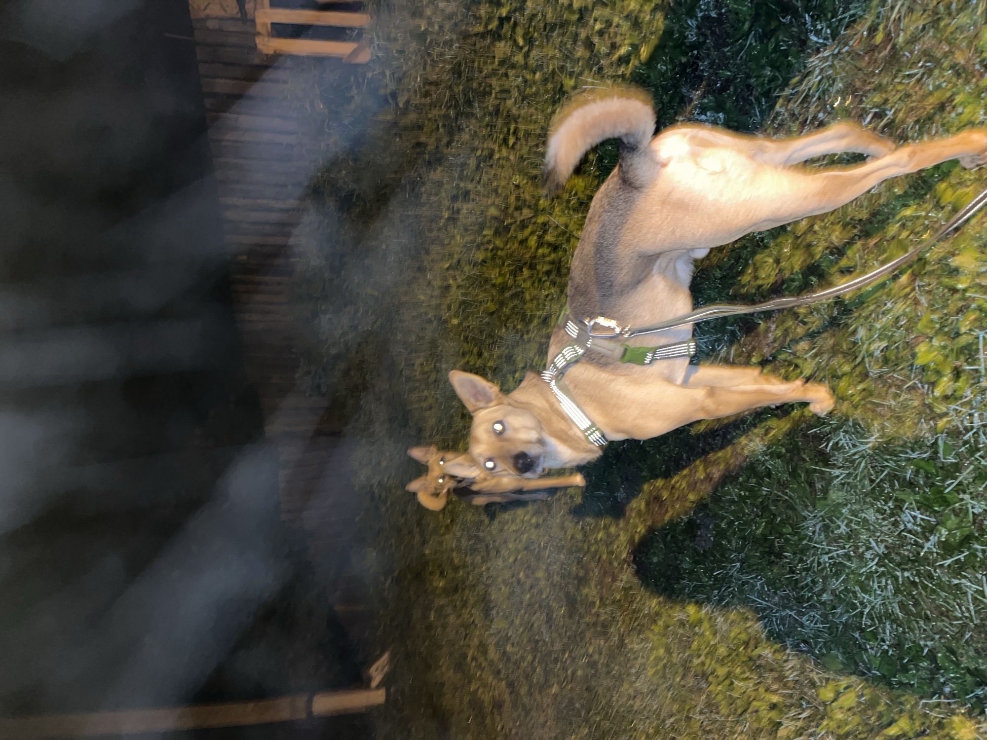Two dogs, a larger tan dog in the foreground and a smaller tan dog behind it, are standing on grass at night. The larger dog is facing forward, wearing a harness and a leash. The smaller dog is facing left and appears to be looking at the camera. The background consists of a wooden fence and a pole. Light rays streak across the image, suggesting a flash or beam of light. There is no specific indication of the city of Nizhny Tagil, Russia.