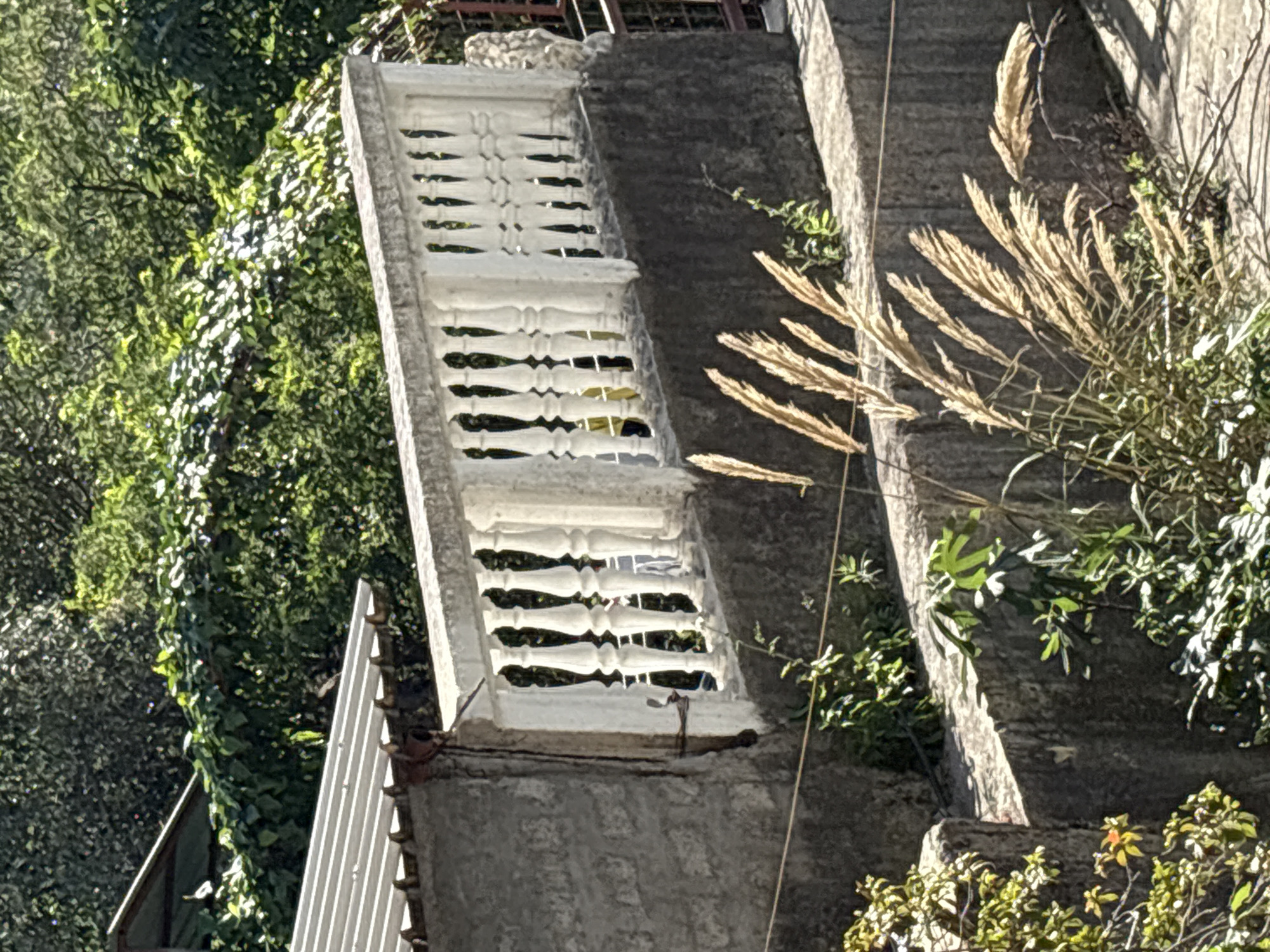 An eye-level shot depicts a set of concrete stairs in Bečići, Montenegro, overgrown with vegetation. The stairs, constructed from rough, gray concrete, lead upwards. To the left, a white balustrade with ornate, symmetrical openings stands. Various green plants and trees fill the left side of the image, contrasting with the gray concrete. Dry, beige-colored grasses and smaller plants grow adjacent to the stairs on the right. A section of a white metal structure with ridges is visible on the lower left. The scene is in daylight.