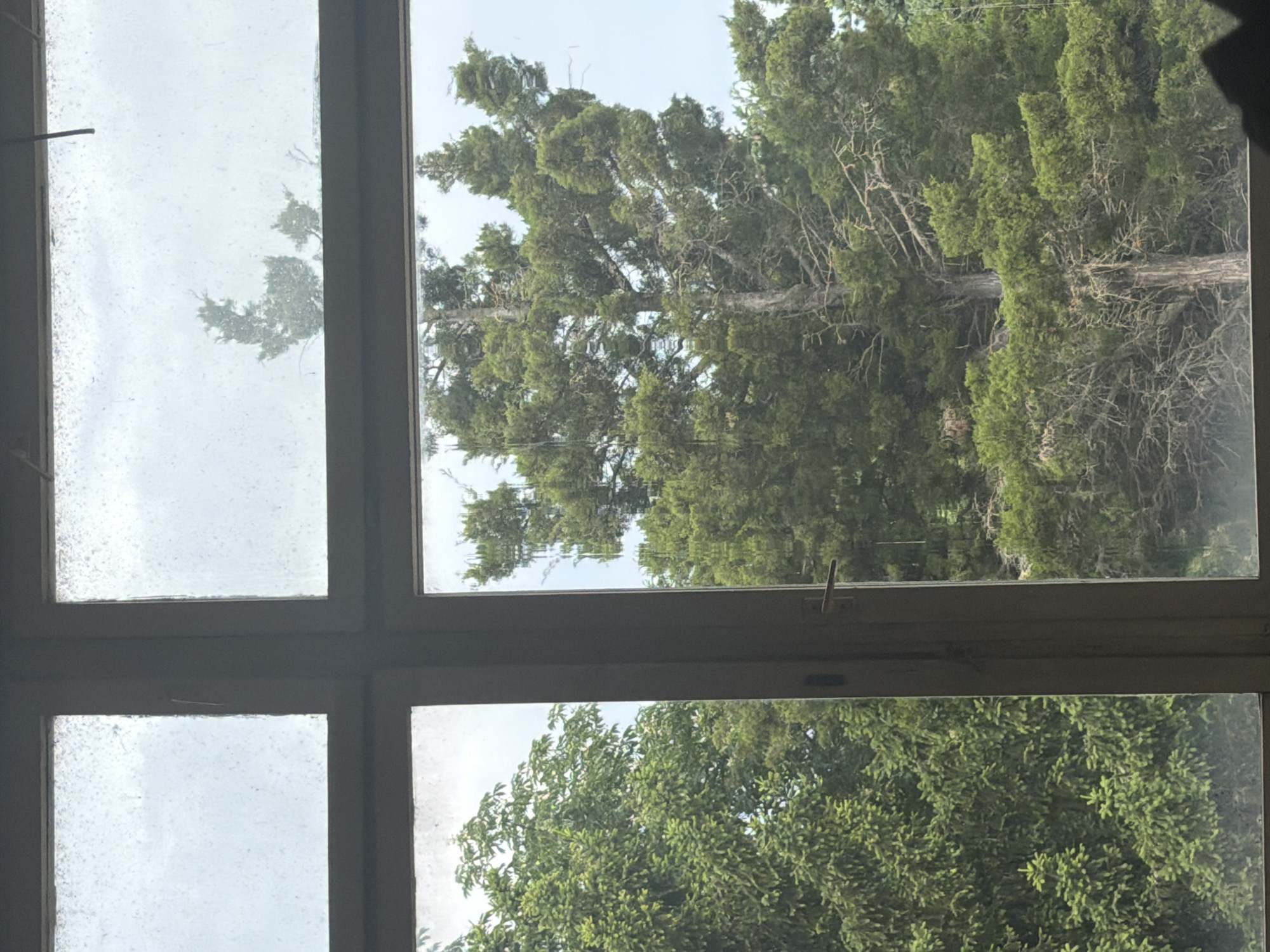 The image shows a view through a multi-paned window. The window is dirty and the view is partially obscured. Through the top right pane, a tall, green tree is visible against a light blue sky. The bottom right pane shows the top of a shorter, denser green tree. The left panes show a cloudy or overcast sky. The location of the scene is not identifiable as Dolna Mitropolia, Bulgaria from visual information provided.