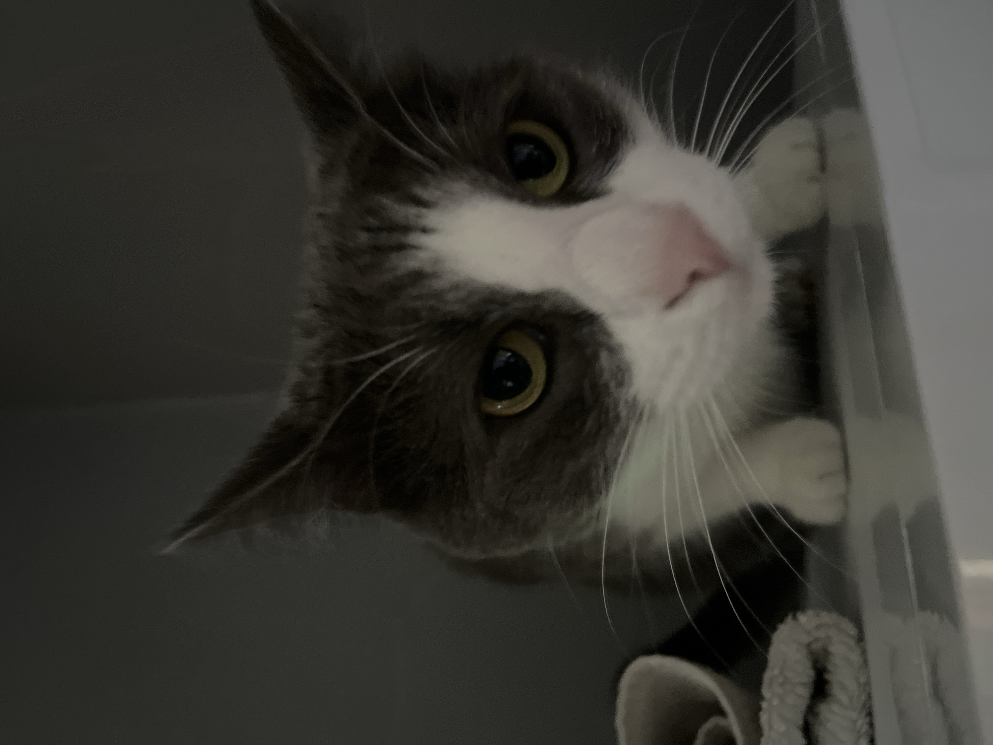 A close-up, low-angle shot captures a domestic cat with gray and white fur, peering intently at the camera. The cat's yellow eyes are wide, and its pink nose is prominent. Its white paws are visible, resting on a light-colored surface that appears to be a shelf. To the left of the cat, a portion of a light-colored fabric object, possibly a toy or bedding, is visible. The background is a dark, nondescript gray, suggesting an indoor environment. There is no indication of the location in Ureki, Georgia, within the image itself.