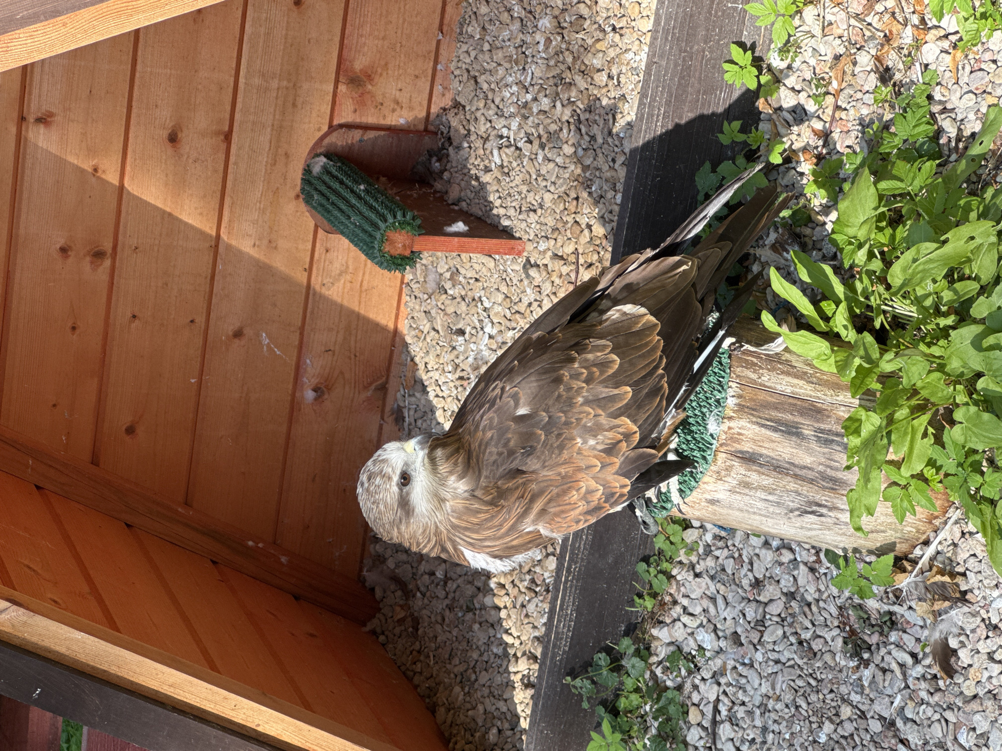 A brown and white raptor is perched on a wooden stump covered with green material, within an enclosure. The enclosure has wooden walls and a roof, with a gravel floor. A small, red and green object, possibly a perch or feeder, is attached to the wall behind the bird. Green foliage is growing around the base of the stump and on the ground. The raptor is facing to the right, with its head turned slightly towards the viewer. Sunlight casts a shadow on the wooden wall. The scene appears to be outdoors, possibly at a bird sanctuary or aviary. The location of Veliky Novgorod, Russia is not discernible from the image.