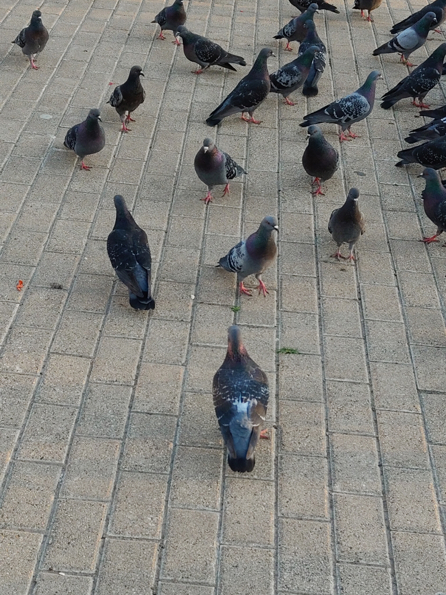 The image displays a flock of pigeons gathered on a paved outdoor surface. The ground is made of rectangular, light grey paving stones, suggesting an urban or semi-urban public space like a plaza, sidewalk, or park pathway.
Numerous pigeons are scattered across the frame, some in the foreground, others further back. Their plumage varies, with most exhibiting shades of grey, some with darker wing patterns, and others displaying iridescent green and purple hues on their necks. Many birds have visible pinkish-red feet. They are mostly standing or walking slowly, appearing calm and observant of their surroundings. One pigeon in the lower center is facing away from the camera, showing its darker back and tail feathers.
The lighting appears soft, indicating it is daytime, possibly morning or late afternoon, as there are no harsh shadows. A small, dried orange or reddish leaf or petal is visible on the paving stones in the bottom left area of the main image and one of the crops. A few specks of green vegetation can also be seen growing in the cracks between the paving stones. No people or other significant objects are present, and there is no visible text in the image. The scene captures a typical moment of pigeons congregating in a public area.