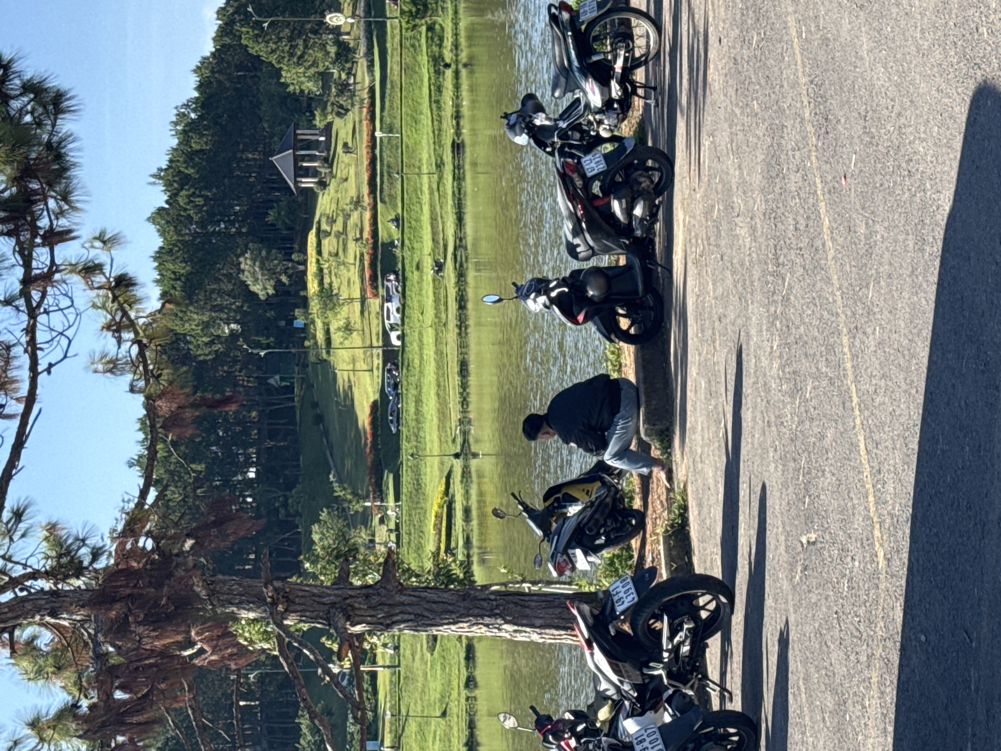 The image captures a scene alongside Xuan Huong Lake in Da Lat, Vietnam. A line of parked motorbikes is situated on the asphalt road. A person in dark clothing is leaning over towards the lake. The lake is placid. Beyond the lake is a manicured lawn and landscaping with a small pavilion visible in the distance. A large tree with sparse, reddish-brown foliage dominates the left of the frame. The sky is clear and light blue.