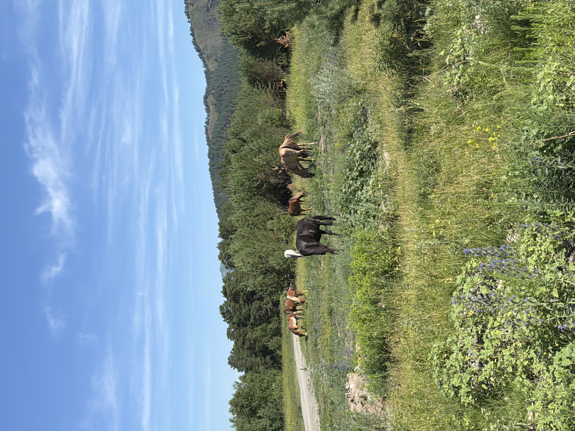 A herd of horses grazes in a grassy field with a dirt road in the background. The horses are of various colors, including brown, black, and white. In the background, there are dense green trees and a rolling hill. The sky is blue with a few scattered clouds. This scene is located in Elekmonar, Russia.