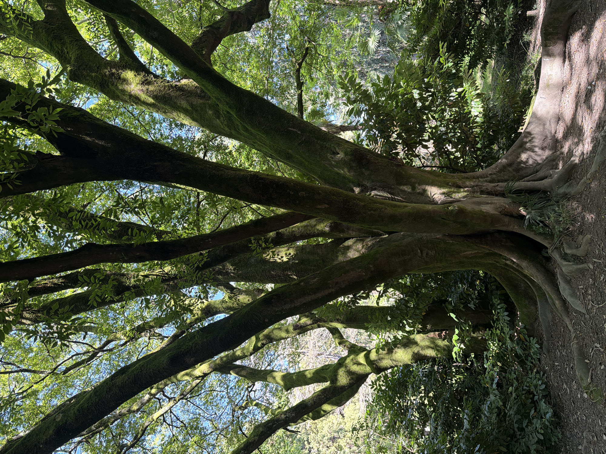 The image depicts a large, ancient tree with thick, moss-covered trunks and sprawling roots. The tree is surrounded by lush green foliage and dappled sunlight filters through its leaves. The ground is covered in dry leaves and dirt. The scene appears to be in a park or botanical garden. The location is identified as Sirius, Russia. There are no people or animals visible in the image. The time of day appears to be daytime, with bright sunlight creating shadows.