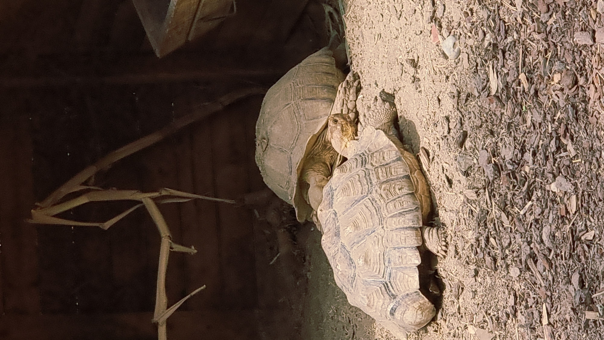 Two large tortoises are positioned on sandy ground within an enclosed area that appears to be a habitat or enclosure. The tortoise in the foreground is facing left, with its shell clearly visible and showing intricate, raised patterns. Its head is extended forward, and its legs are partially visible beneath its shell. Behind this tortoise, another tortoise is positioned, facing right and slightly further back. Its shell is also visible, and its head is tucked in or resting.
The environment consists of sand, small pebbles, and wood chips or bark scattered on the ground. In the background, there is a dark, wooden structure, possibly a shed or enclosure wall, with some dry, straw-like material or branches hanging from it. The lighting suggests an outdoor setting with some overhead shade provided by the structure. The scene is static, with the tortoises appearing to be resting or inactive. The location is the town of Castelló d'Empúries, Spain.