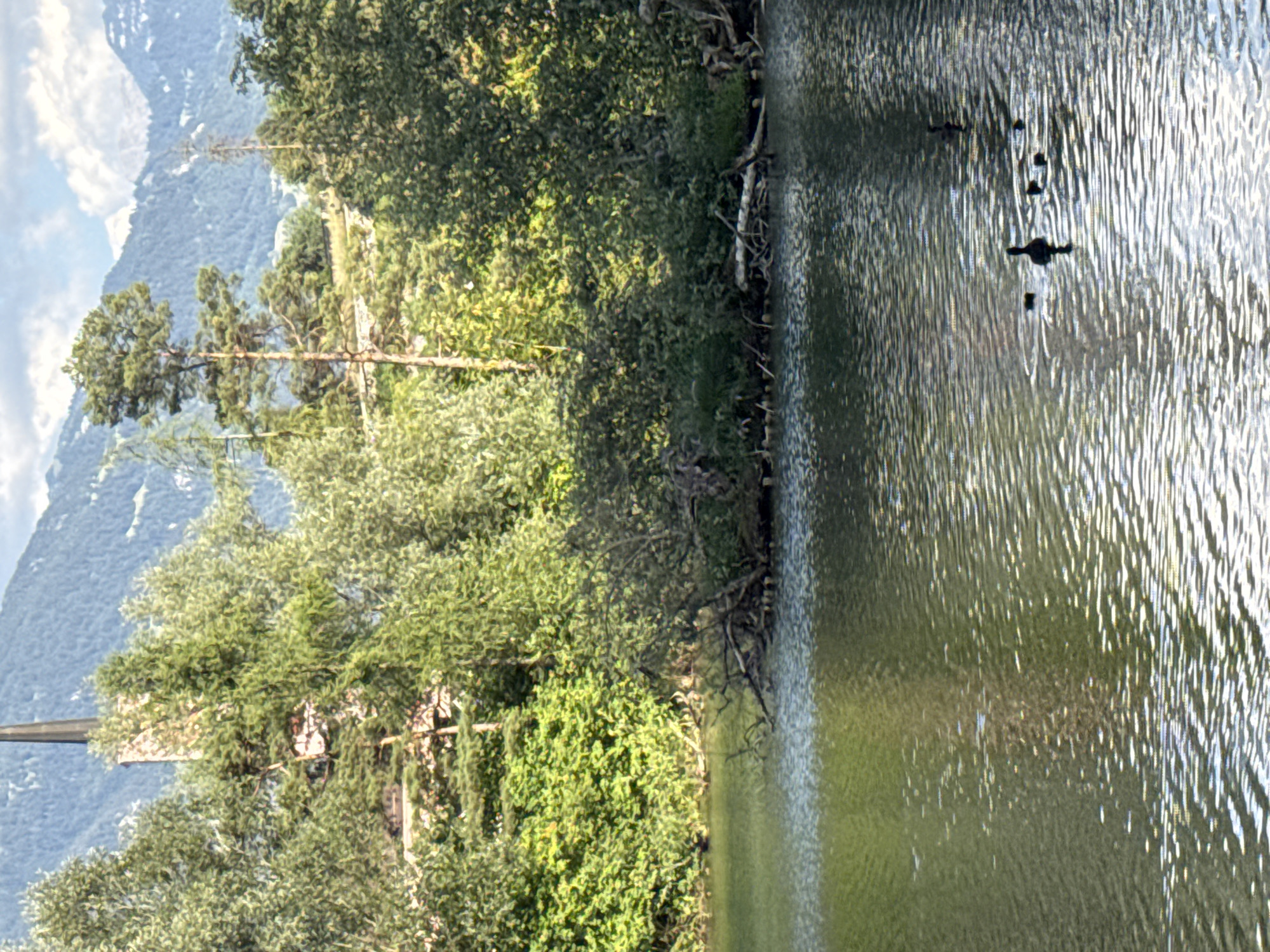 The image depicts a serene lake scene with lush green trees bordering the water. In the foreground, the lake's surface is rippled by gentle waves, reflecting the sunlight. A family of ducks, including several ducklings, swims gracefully across the water, with one adult duck prominently featured in the center. In the background, a tall, slender church spire pierces the skyline, partially obscured by the dense foliage. The backdrop is a majestic mountain range, its peaks softened by distance and haze. The overall impression is one of natural beauty and tranquility, with a touch of architectural presence from the distant church. It is likely Buchs (SG), Switzerland, given the mountainous landscape and architectural style.