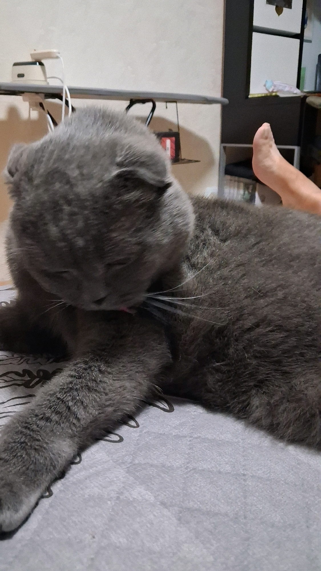 An adult gray Scottish Fold cat is grooming its paw while lying on a gray patterned surface. The cat's ears are folded down. In the background, an ironing board with an iron and wires is visible against a light-colored wall. To the right, a shelf unit with various items is present, and a human foot is visible resting on the edge of the shelf. The overall scene appears to be indoors, likely in a residential setting. There is no identifiable information to determine the location in Novosibirsk, Russia.