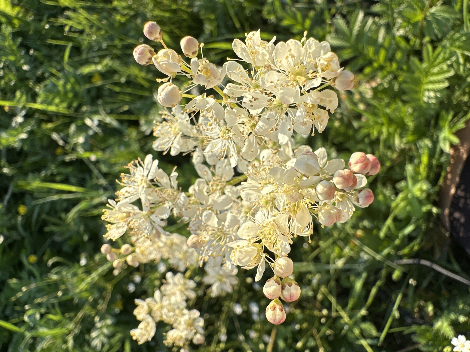 A close-up, eye-level shot captures clusters of small, white, star-shaped flowers with delicate yellow stamens, set against a blurred background of vibrant green foliage. Some flower buds, tinged with pink, are visible on the stems. The lighting suggests a sunny day, with dappled light illuminating the flowers and creating a soft bokeh effect in the background. The setting appears to be a natural outdoor environment, possibly a garden or a meadow, in an unspecified urban location. No people or specific landmarks are visible.