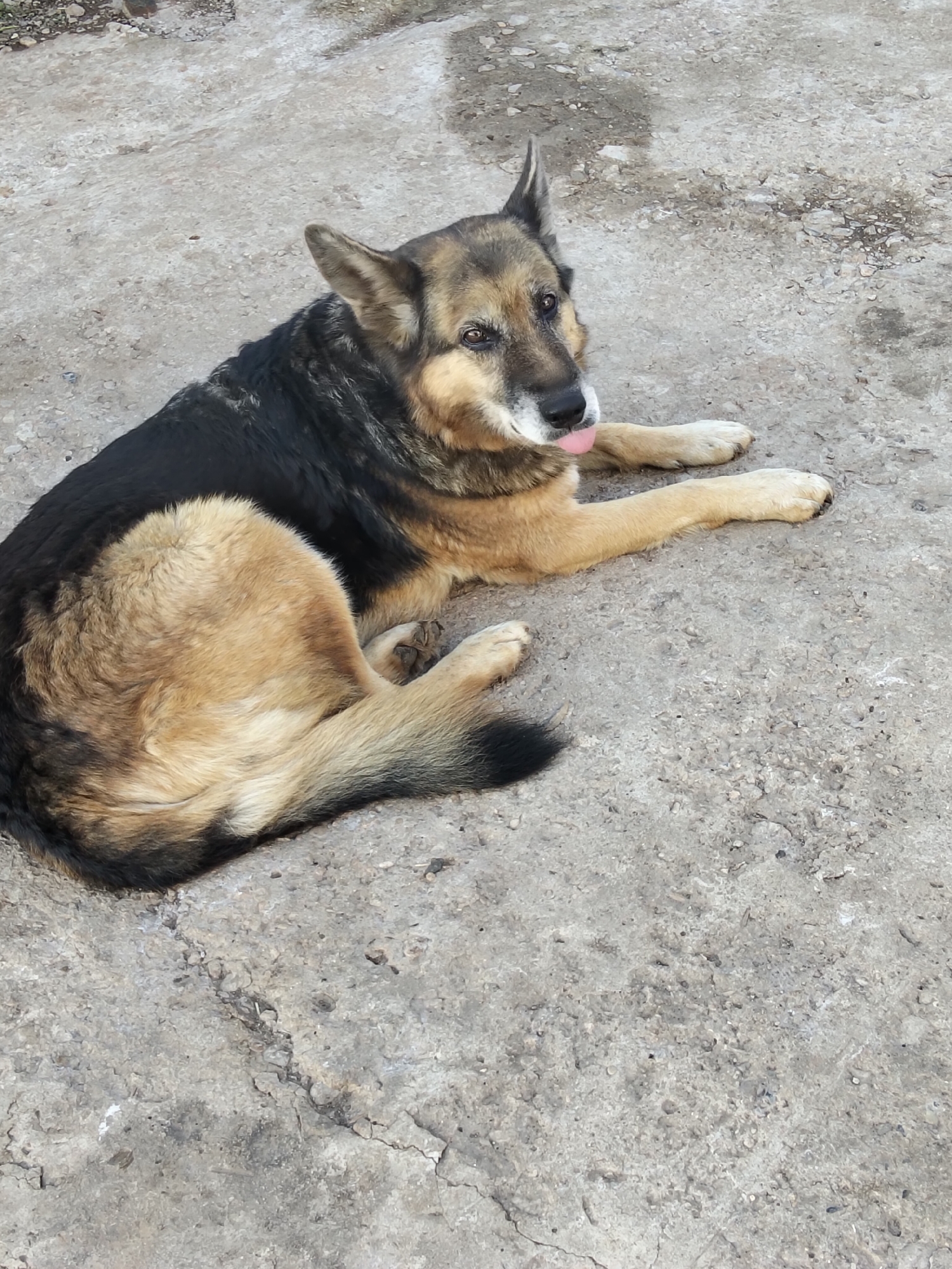 An adult German Shepherd dog is lying on a concrete surface. The dog has a black and tan coat and is looking towards the camera with its tongue slightly sticking out. The concrete surface appears rough and cracked, with some debris scattered on it. The background is out of focus, showing a shadow on the ground. The overall scene suggests an outdoor setting in an urban or suburban environment, potentially in Oktyabrsky, Russia, given the provided context.