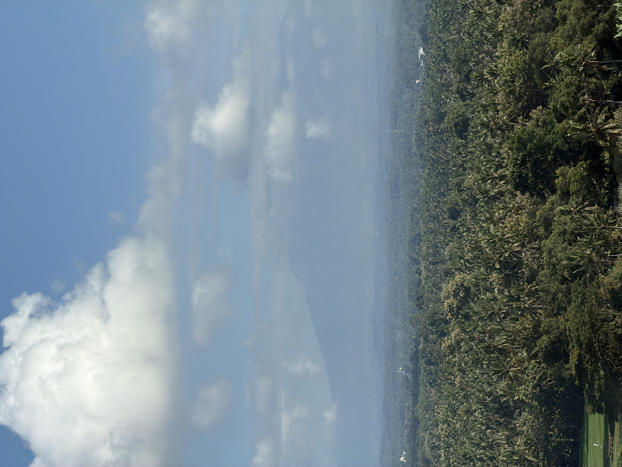 The image shows a panoramic view of a densely forested area, likely in Dadapan, Indonesia. The foreground is dominated by a vast expanse of palm trees, creating a lush green canopy that stretches as far as the eye can see. In the middle ground, the dense forest continues, with glimpses of some buildings and what appears to be a communication tower. Beyond the forest, rolling hills and mountains fade into a hazy blue distance. The sky above is a clear blue, punctuated by scattered white clouds, with a large, prominent cloud formation in the upper left quadrant. The overall impression is one of a natural, tropical landscape with signs of human presence in the form of structures and infrastructure.