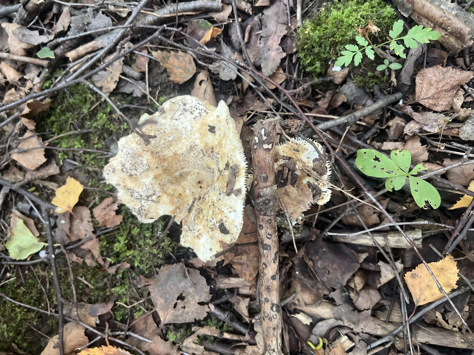 A top-down view of a decaying mushroom rests on a bed of forest floor detritus. The mushroom cap is a light tan color, textured with dark speckles, and its underside reveals delicate, white, tooth-like gills. It is partially supported by a thick, broken twig. Surrounding the mushroom are fallen leaves in various stages of decomposition, some still retaining hints of yellow and brown, while others are dark and brittle. Twigs and branches are scattered throughout the scene, along with patches of vibrant green moss. A small, bright green plant with serrated leaves emerges from the lower right side of the frame, adding a splash of color to the muted tones of the forest floor.
