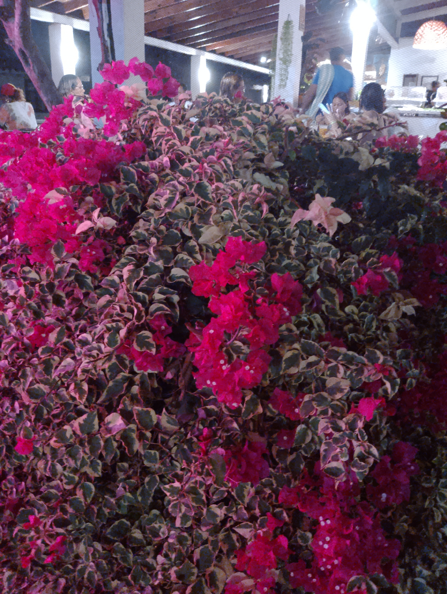 The image shows a large bougainvillea bush with bright pink flowers. The leaves are variegated, with green and white edges. Behind the bush, people are seated at tables in an outdoor dining area. Overhead is a wooden roof structure with white posts. The location is Porlamar, Venezuela. The focus is on the flowers and foliage, with the people and building in the background.