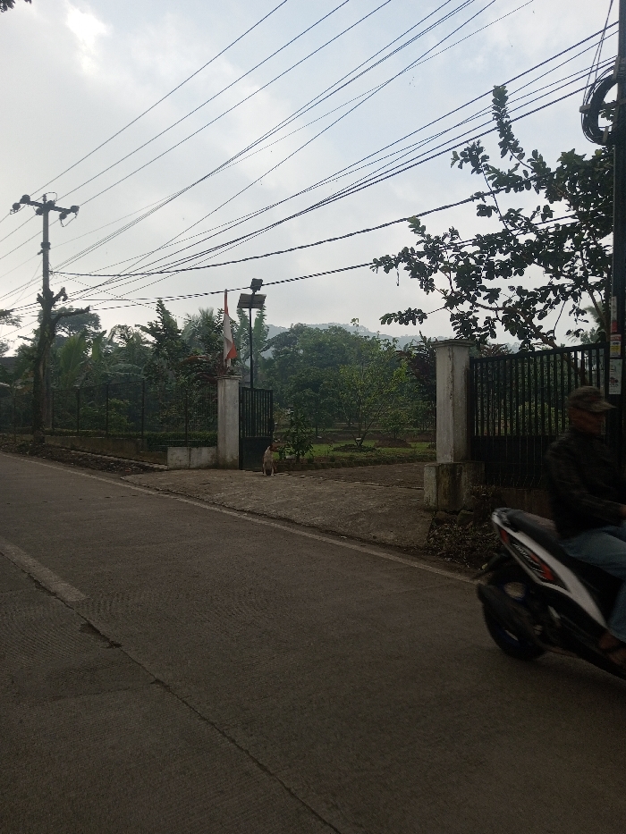 This image captures a roadside scene in Nuwara Eliya, Sri Lanka, under an overcast sky. A dark grey paved road runs horizontally across the lower foreground, featuring a faint white line near the left shoulder. On the left, a property entrance consists of two light grey concrete pillars framing a black metal gate, with the left section of the gate partially open. A light-colored dog is seated on the ground inside the property, near the open gate. Behind the left pillar, a red and white flag is mounted on a pole, positioned next to a small solar panel.
Beyond the gate, the property reveals a cultivated green area with scattered trees, backed by a darker fence or hedge line and distant green hills. Multiple black electrical power lines crisscross the pale grey sky, supported by a wooden utility pole visible on the far left and another pole partially obscured on the far right. On the right side of the road, a person wearing a dark top, light blue jeans, and a cap is operating a white and black scooter, exhibiting motion blur as it moves from right to left. A prominent leafy tree branch extends into the frame from the upper right, partially obscuring the sky and utility lines.