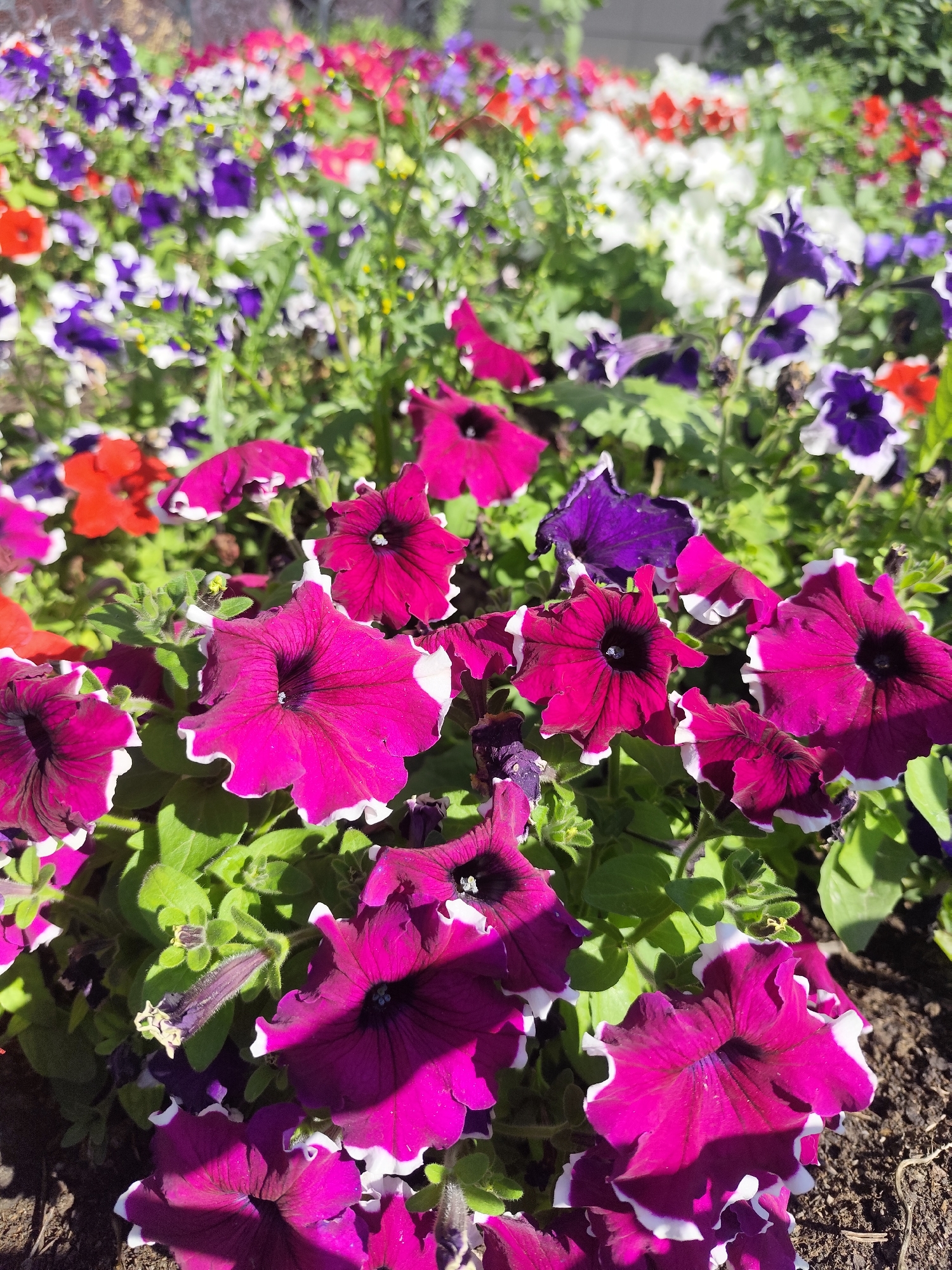 The image shows a close-up view of a flowerbed filled with a variety of petunias. The petunias are in bloom, displaying a range of colors including deep pink, magenta, purple, red, and white. Many of the flowers have ruffled petals with white edges. The flowers are densely planted, with green foliage visible throughout the bed. The ground beneath the flowers is dark soil. The lighting suggests it is daytime, with sunlight casting shadows on some of the petals and leaves. The background is out of focus, showing more flowers and greenery, possibly indicating a larger garden or park setting. There are no people or animals visible in the image. The scene is likely located in an outdoor urban setting, consistent with a public park or residential garden in Petropavl, Kazakhstan.