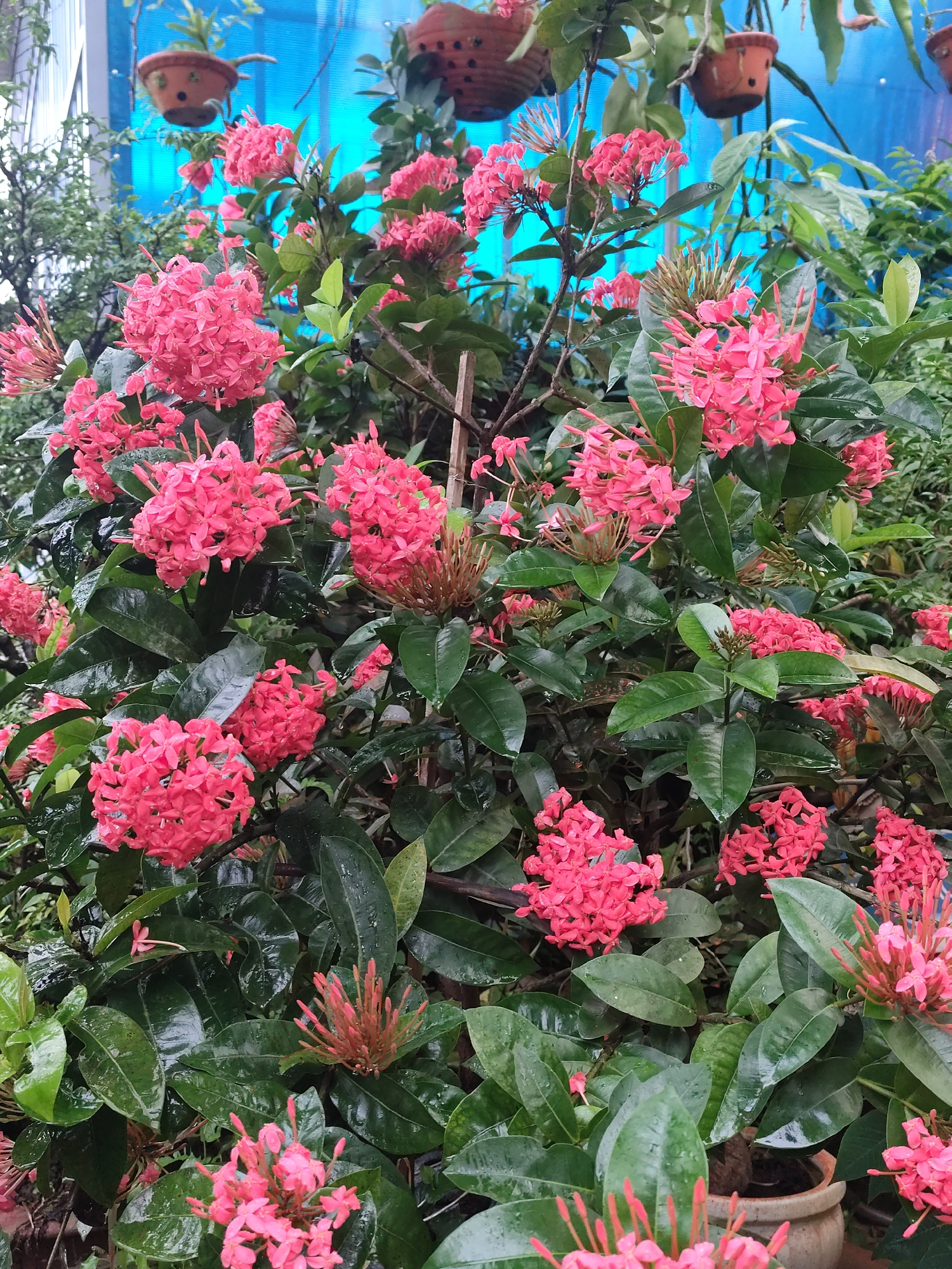 The image shows a cluster of vibrant pink Ixora flowers with dark green, glossy leaves, suggesting they are freshly watered or it's a humid environment. The flowers are densely packed in a corymbose inflorescence. Some flower buds are visible, pointed and coral-colored. The leaves are ovate with pointed tips and appear slightly wet, reflecting light. In the background, there is a bright blue translucent structure, possibly a wall or covering, and hanging terracotta pots with plants. The overall scene depicts a lush, well-maintained garden or nursery. The location is identified as Bờ Y, Vietnam.
