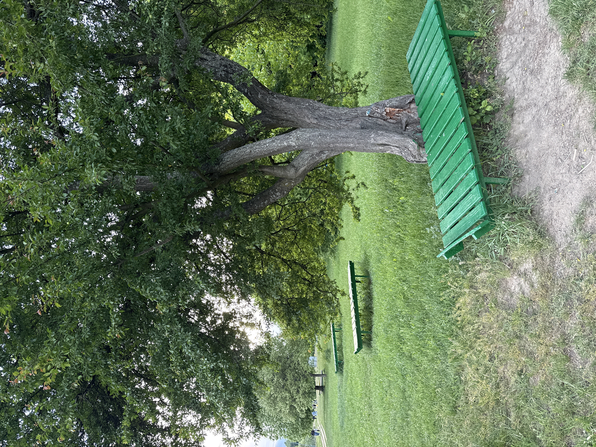 The image displays a tranquil outdoor scene, likely a park or a natural green space, bathed in natural light during the daytime. A large, mature tree with a thick, gnarled trunk and dense, dark green foliage occupies a significant portion of the left side of the frame. Sunlight filters through its leaves, creating bright spots and a sense of depth.
Adjacent to the main tree, on the right side, is a vibrant green wooden bench, painted in a bright shade of green. It is positioned near a narrow, lighter-colored dirt path that meanders through the landscape. Further in the background, another identical green wooden bench can be seen, partially obscured by the grass. The ground is predominantly covered in lush green grass, with some patches appearing drier or sparser, particularly near the path.
In the mid-ground and background, more trees with green canopies extend across the scene, and faint, distant figures, possibly people, are visible in an open area beyond the benches. The overall impression is one of peacefulness and an inviting environment for relaxation or a stroll. There is no visible text in the image.