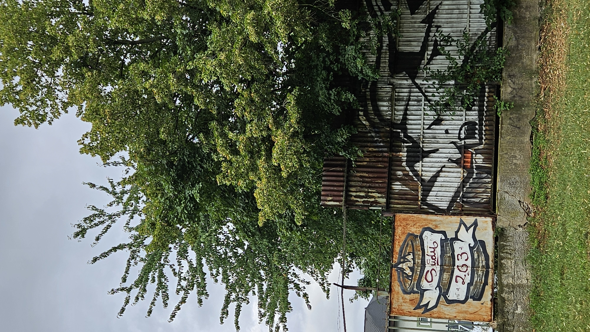 A full shot shows a rusty metal fence with graffiti in Prešov, Slovakia. The fence is on the right side of the image, made of corrugated metal panels. On the left side of the fence, there is a rectangular piece of metal with graffiti featuring a barrel-like object wrapped in ribbons. The top ribbon has the word "Sidu" written in red stylized font, and the bottom ribbon has the number "263" written in red. To the right of this, the corrugated metal fence is adorned with black graffiti depicting a snarling face with sharp teeth. Behind the fence, a large tree with dense green foliage dominates the upper portion of the image, obscuring the sky. The ground in front of the fence is covered with grass and some dry leaves.