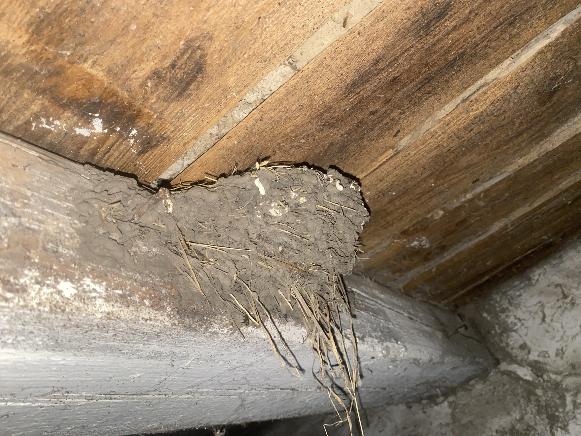 The image shows a bird nest attached to a wooden ceiling and a painted beam in an interior space. The nest is constructed of mud and straw, with strands of straw hanging down. The wooden ceiling is composed of planks, some stained or discolored. The painted beam is white or light gray. The environment appears to be a basement or storage area. It's impossible to confirm the specific location of Ustyvytsia, Ukraine based on visual information alone.