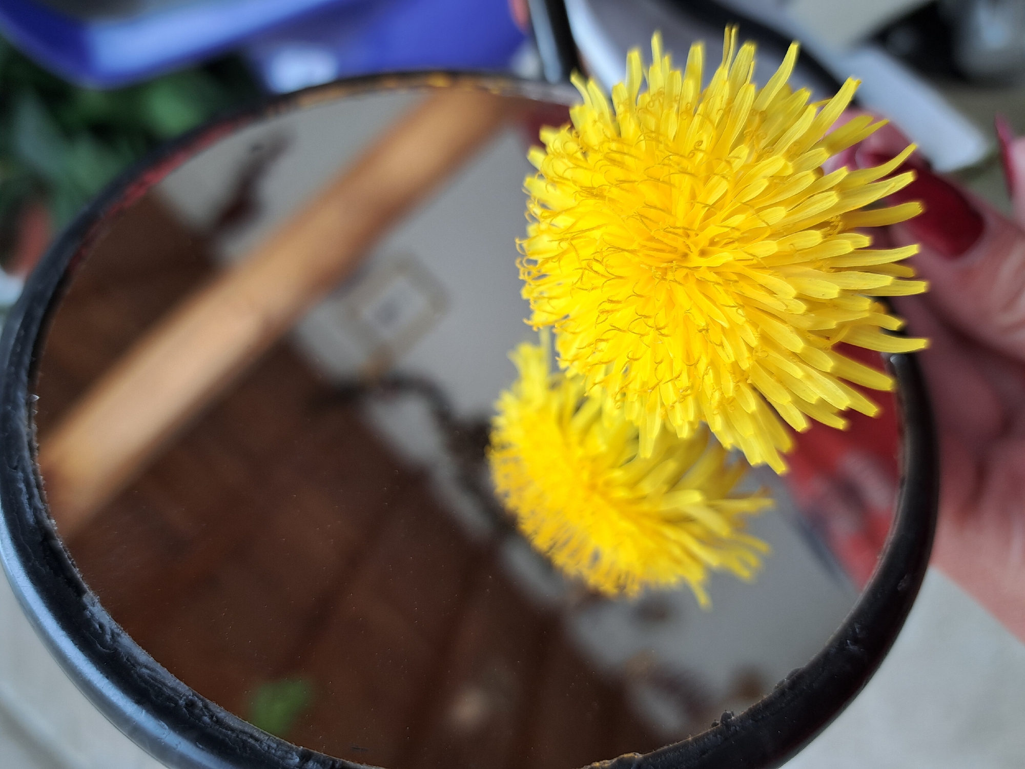 A close-up shot shows a yellow dandelion flower held in front of a circular mirror with a black frame. The flower's reflection is visible in the mirror, which also reflects a blurred interior scene. A hand with red nail polish holds the flower. The location and city are not specified.