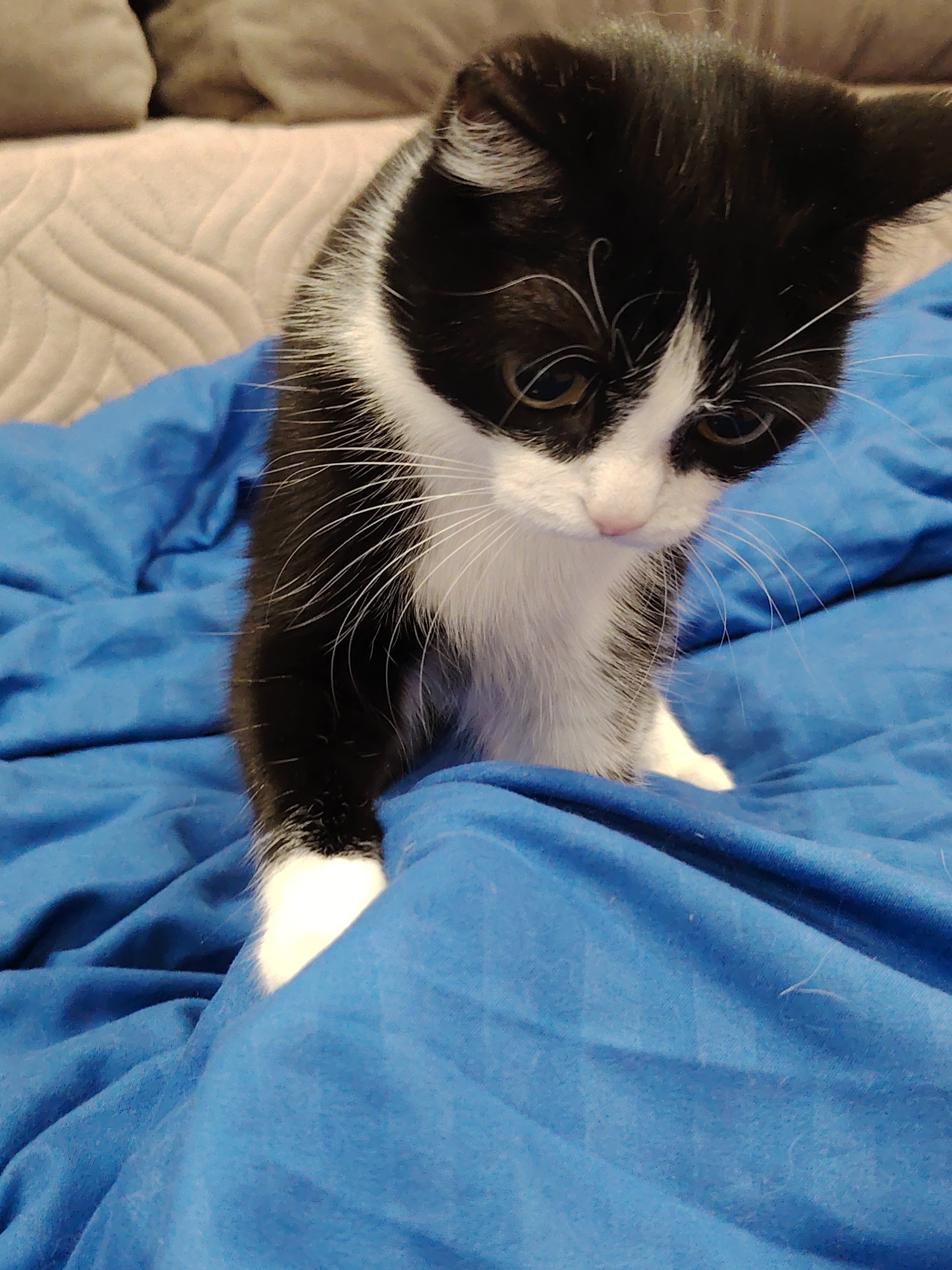 A black and white kitten is standing on a rumpled blue blanket. The kitten is looking down. Part of a beige couch is visible in the background. The location is Unknown, Unknown.