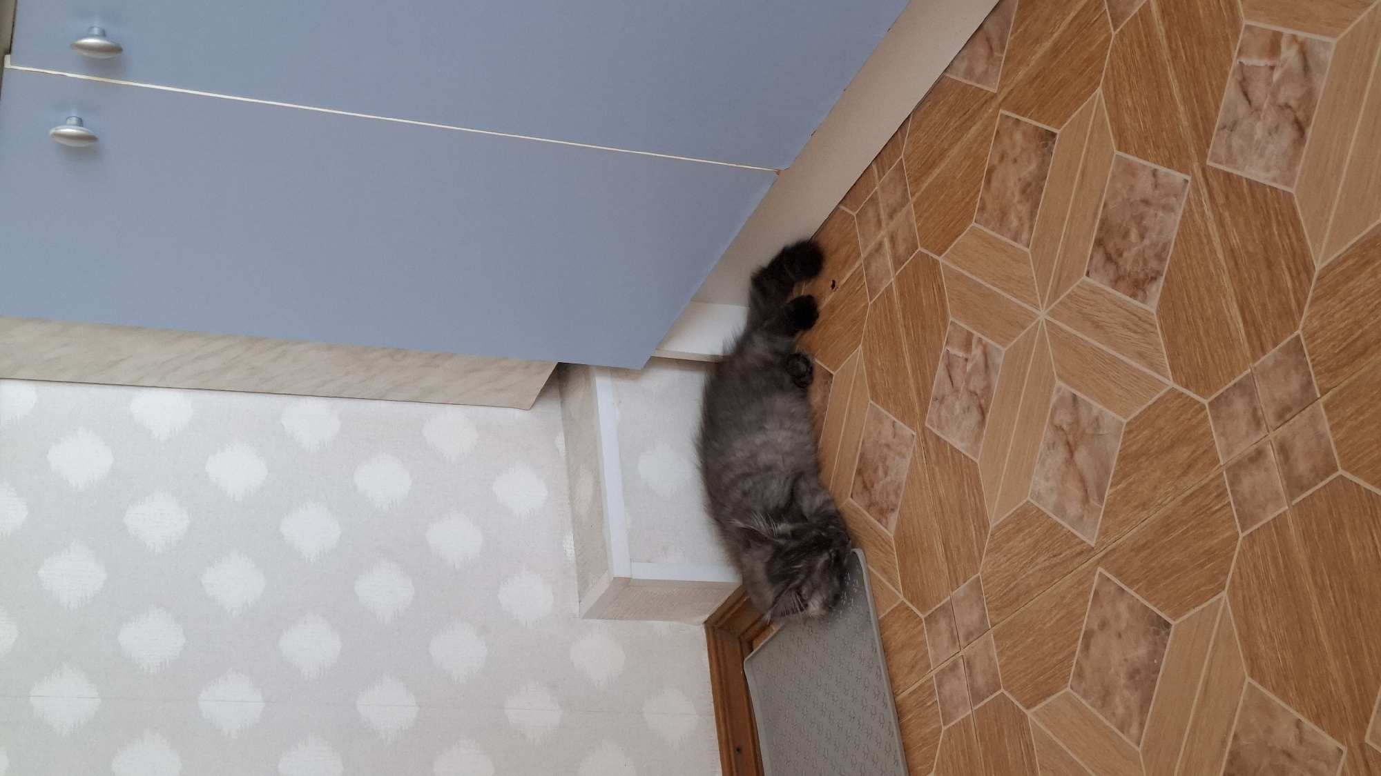 A long-haired, gray kitten is lying on its side on a floor with a geometric wood-grain tile pattern. The kitten's head is resting on a gray mat. The kitten appears to be sleeping or resting. Behind the kitten is a white baseboard and a portion of a light blue cabinet with two silver knobs. The wall behind the baseboard has a diamond pattern wallpaper. The scene is indoors, likely in a residential setting in Nizhny Novgorod, Russia.