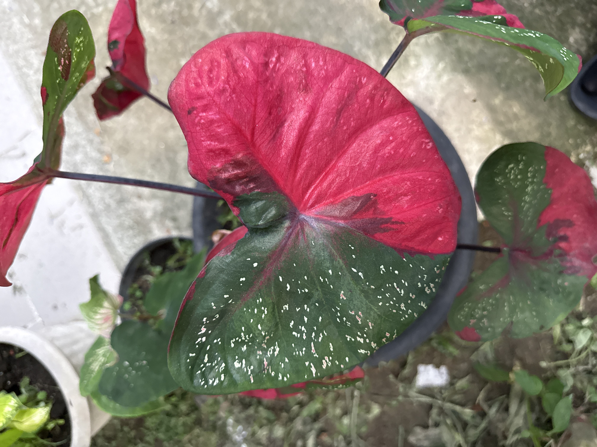 The image depicts a close-up shot of a Caladium plant with variegated leaves. The leaves exhibit a striking color combination of red and green with small white spots. The plant is potted and placed outdoors, with the background including other plants and some ground cover. The image was taken in the city of Pulorungkom, Indonesia.