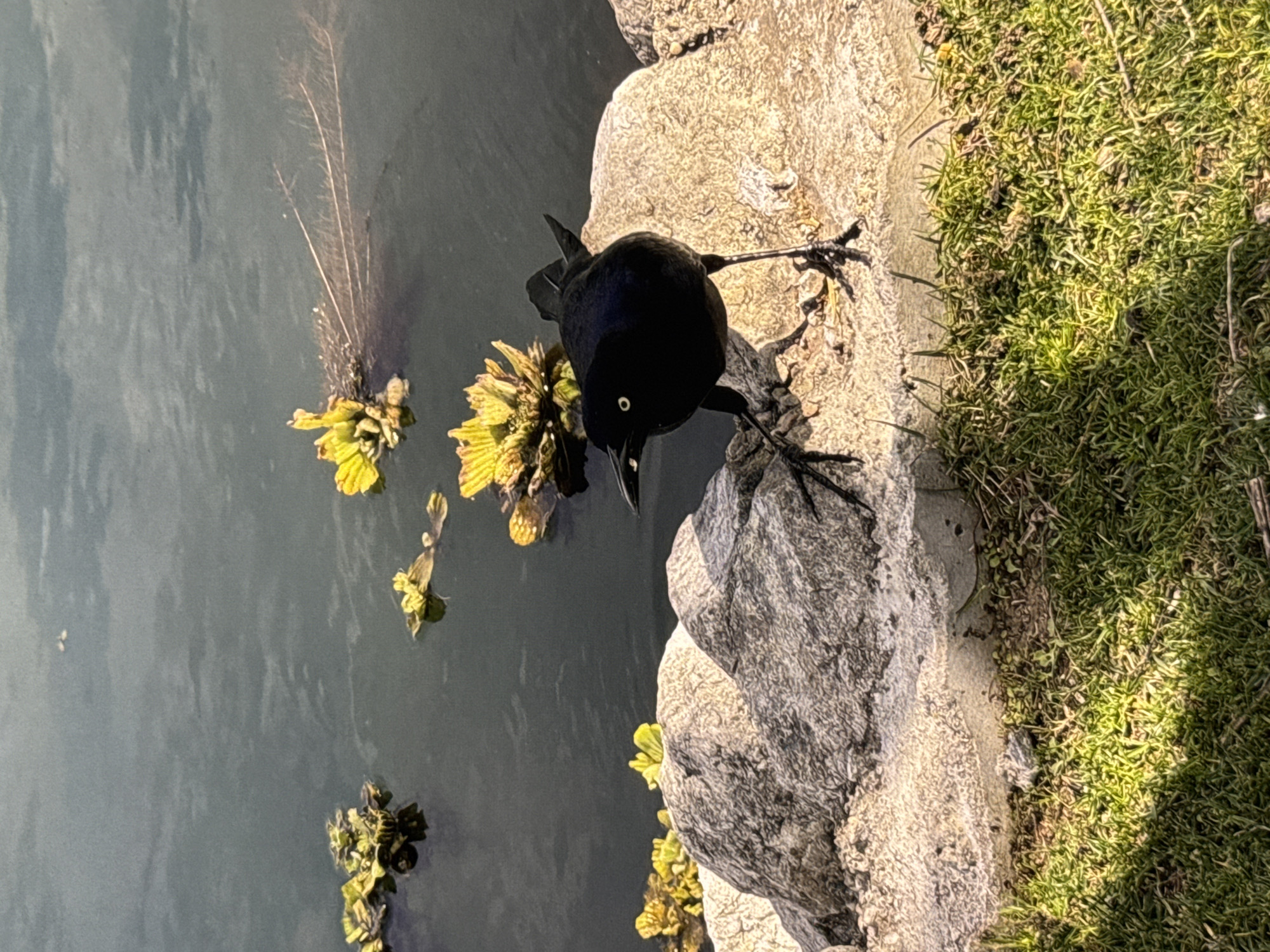 This is a vertical, eye-level, medium shot of a black grackle bird standing on large, light-colored rocks next to a dark body of water. The bird is facing towards the left of the frame, with its head slightly turned towards the camera. Its eye is a bright white with a black pupil, and its beak is open. The bird's black feathers appear iridescent in the sunlight.
The rocks are rough and textured, with varying shades of grey and beige. Some patches of green grass are visible in the foreground and on the edge of the rocks. The water in the background is dark and reflects the sky and some yellow-green aquatic plants. The plants appear to be floating on the surface of the water, with some submerged roots. The lighting suggests it is daytime, with sunlight casting shadows on the grass.
The image does not contain any specific landmarks that would allow for precise location identification within Los Angeles, United States of America. However, the presence of a pond or lake with aquatic plants, rocky edges, and grassy areas is common in many parks and natural reserves within the city.