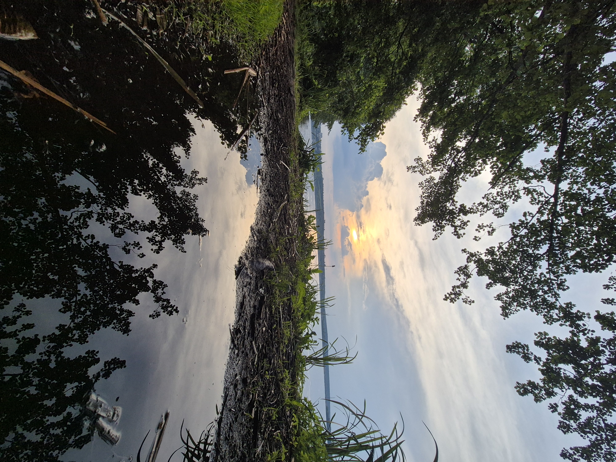 A low-angle, wide shot captures a puddle reflecting the sky and trees at the edge of a lake. The sky is overcast with streaks of pale yellow and orange from the setting sun, peeking through the clouds on the right. Dark green trees line the left side of the frame, with their branches reaching towards the sky. The ground in front of the puddle is muddy and covered with twigs and leaves. Reeds and tall grass grow along the water's edge. The overall scene is serene and natural, with the water acting as a mirror to the surrounding environment. The location is unknown.