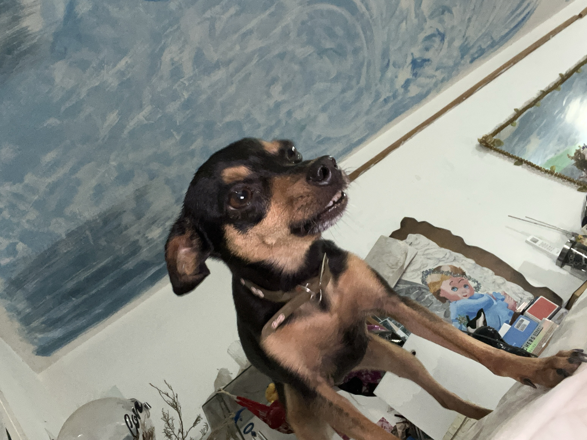 A low-angle medium shot captures a small black and tan dog standing on its hind legs, its front paws off-camera. The dog is positioned in the foreground, looking down and to the right. Its mouth is slightly open, revealing its teeth. The background consists of a wall with a blue, abstract painted design. To the left and below the dog, there are several objects, including what appears to be a framed picture of a child, books, and other miscellaneous items on a surface that might be a bed. The lighting is dim, suggesting an indoor setting, possibly a bedroom. No specific location within Juan Griego, Venezuela can be determined from the visual information provided.