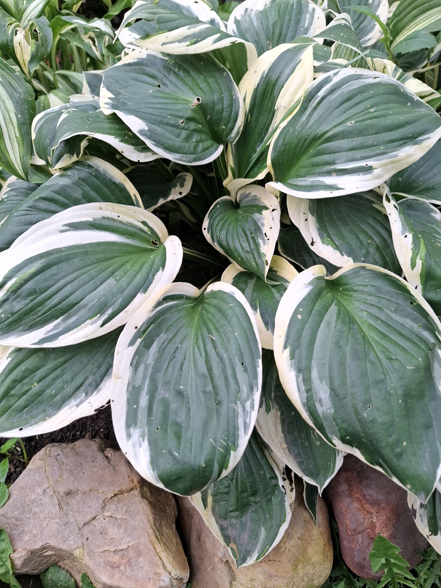 The image displays a cluster of variegated hosta plants with large, heart-shaped leaves that are predominantly deep green with irregular white margins. Some leaves exhibit small holes, suggesting insect damage. The plants are situated outdoors, with visible rocks of various sizes and colors in the foreground, ranging from light brown to reddish-brown. The ground beneath the plants appears to be dark soil, with some green foliage peeking through. The scene is likely a garden or landscaped area within the city of Tyumen, Russia, given the context of the prompt. There are no people or animals present in the image. The lighting suggests an overcast day or shaded area, as there are no harsh shadows.