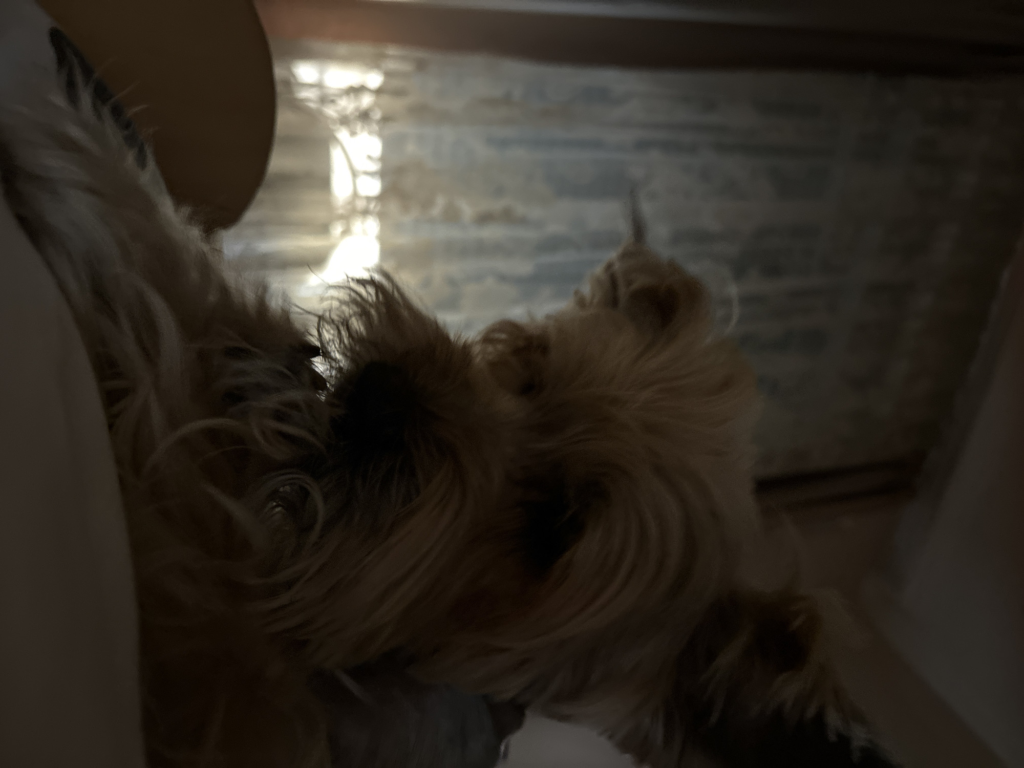 This is a close-up, low-light photograph of a Yorkshire Terrier dog. The dog's face is in the foreground, with its head tilted downwards. Its fur is a mixture of tan and brown, and its eyes are dark and partially obscured by its hair. The background consists of a blurred curtain with a pattern and a window with light shining through, suggesting it is daytime or early morning. The overall impression is of a domestic setting, possibly a bedroom, with the dog resting on a soft surface like a bed or sofa. The location in Budva, Montenegro, is not discernible from the visual information in the image.