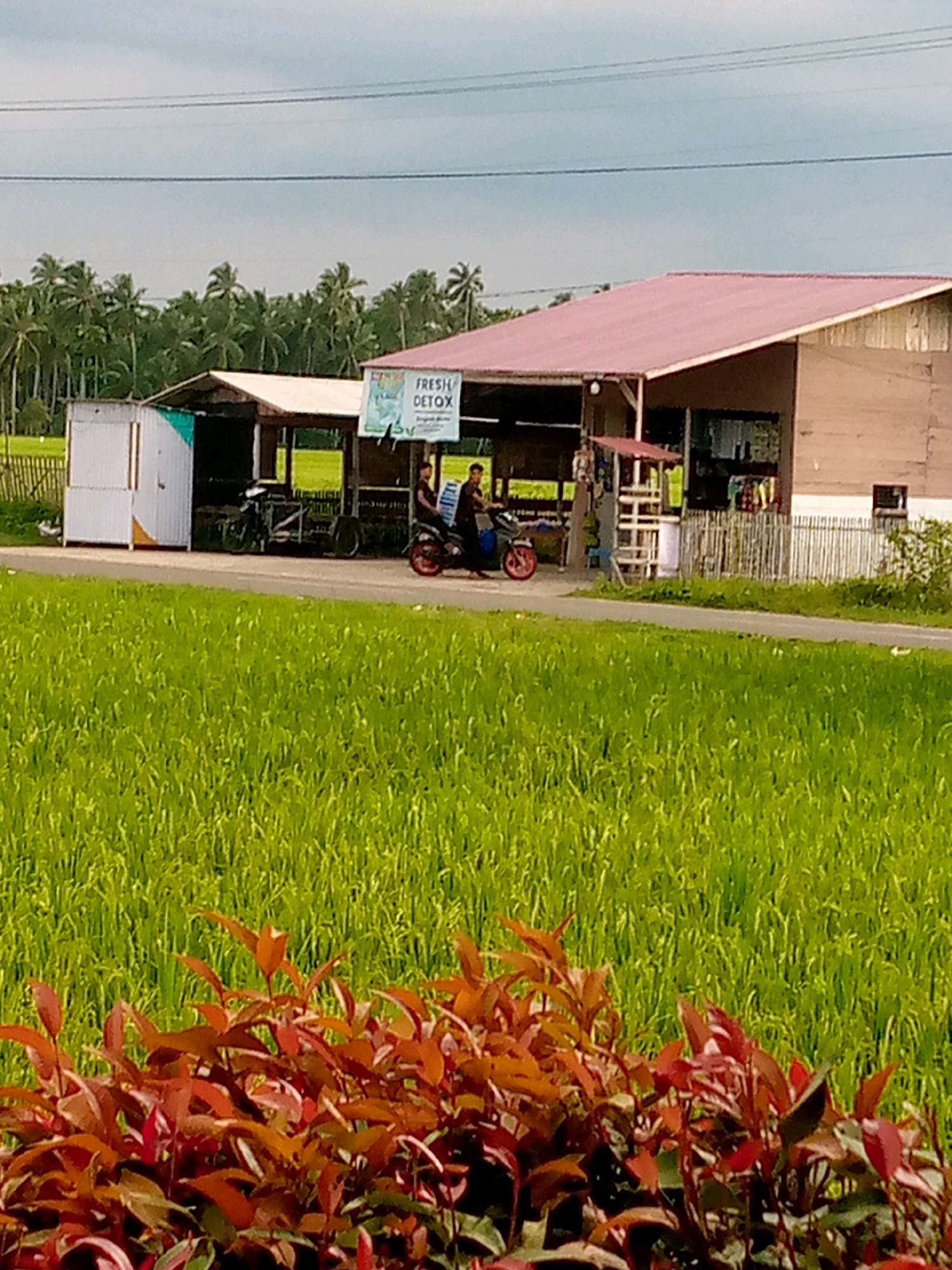 In Kutaglumpang, Indonesia, a roadside scene features a lush green rice field in the foreground, with a vibrant red-leafed plant cluster in the lower portion of the frame. Beyond the field, a road runs parallel to a row of small, open-air structures. One structure displays a sign that reads "FRESH DETOX". Two individuals are visible on a red and black motorcycle, with one appearing to be driving and the other as a passenger, positioned in front of one of the structures. Further to the left, a white and silver structure stands, with a motorcycle parked in front of it. A dense line of palm trees forms the backdrop, with a cloudy sky above.