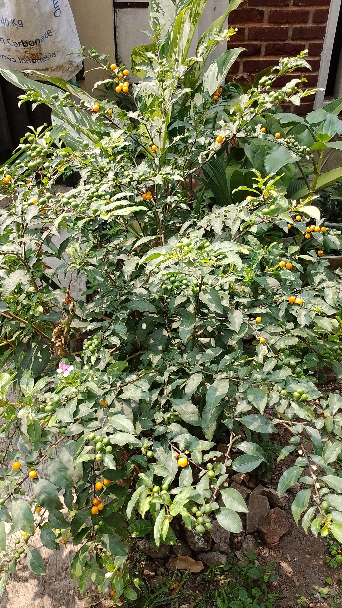 In Bojongsoang, Indonesia, a dense, bushy plant with dark green, ovate leaves and numerous small, round berries in varying stages of ripeness occupies the foreground. The berries are predominantly green, with clusters of bright orange ones intermingled, indicating a mix of ripening and mature fruit. The plant is situated outdoors, with a textured, light-colored wall or structure partially visible in the background on the left, and a brick wall on the right. The ground beneath the plant is covered with soil, rocks, and some sparse vegetation. A single, small, light pink flower with five petals is visible among the leaves on the lower left side of the plant. Sunlight casts shadows on the leaves, highlighting the plant's texture and the glossy finish of the berries. The overall scene suggests a garden or outdoor planting area.