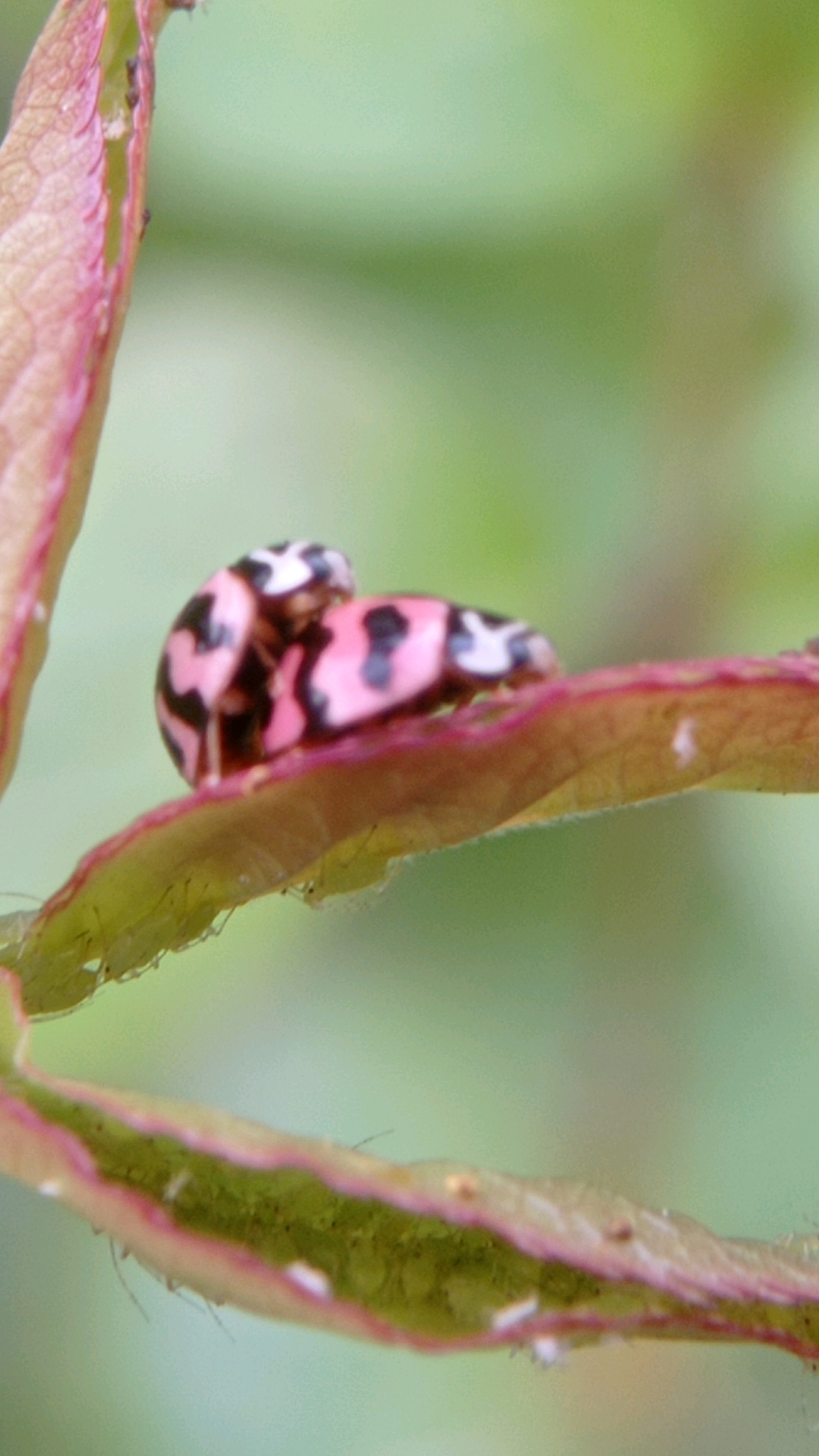 Two pink ladybugs with black spots are mating on a green leaf with pink edges. The ladybugs are facing each other and are positioned in a way that suggests they are engaged in reproduction. The background is blurred green, indicating an outdoor, natural setting. The image was taken in Batu, Indonesia, a city known for its cool climate and agricultural landscape, which provides a suitable habitat for insects like ladybugs and the plants they inhabit.