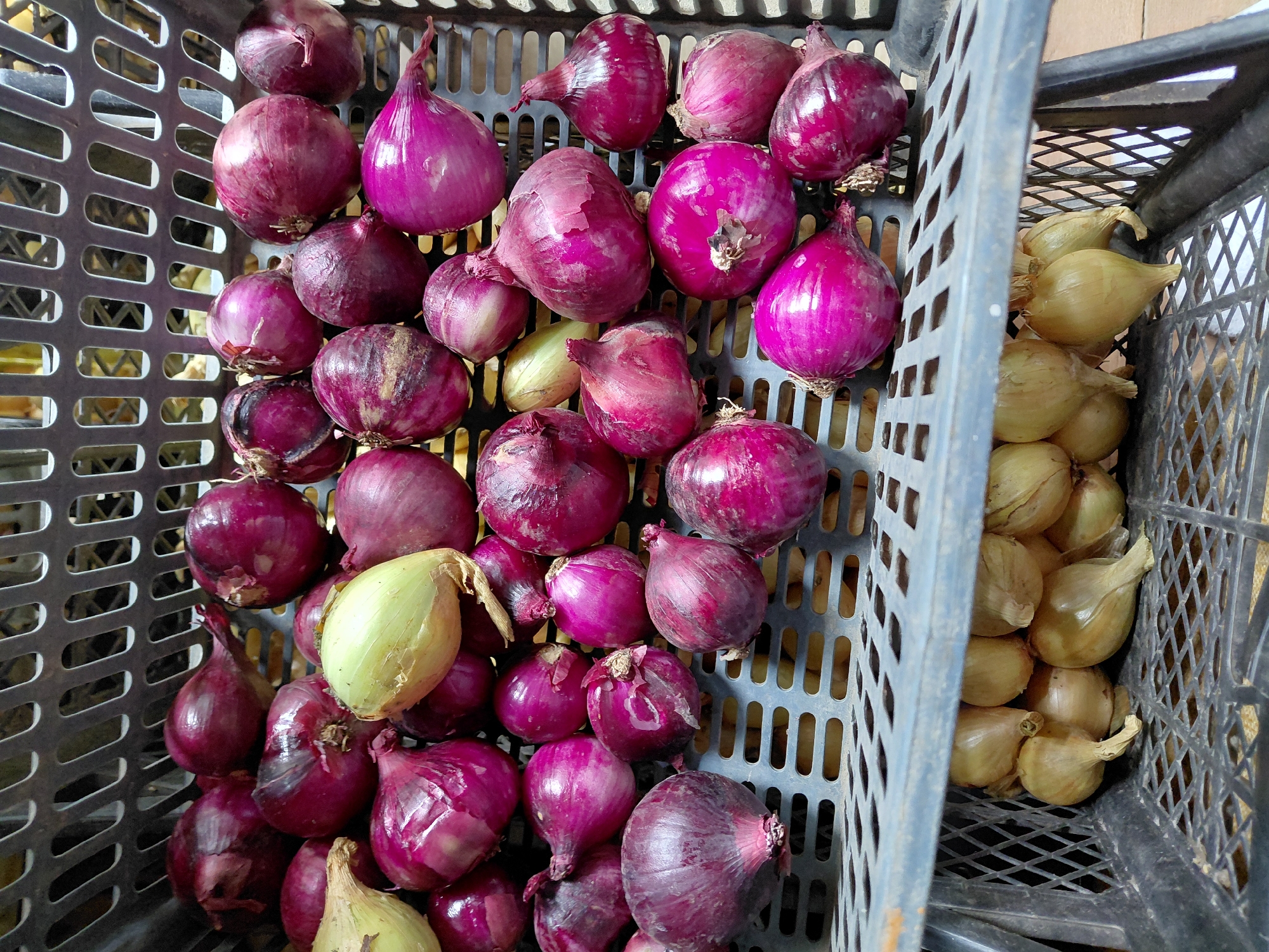 The image displays a close-up, overhead view of two stacked plastic crates filled with onions. The top crate is filled with numerous red onions of varying sizes and shapes, some with their skins partially peeled. A few yellow or white onions are interspersed among the red ones. The bottom crate contains a pile of smaller, light-brown onions. The crates themselves appear to be made of dark gray plastic with a perforated design. The background is out of focus, showing what appears to be shelving or more crates. The scene is indoors, likely in a storage or market setting. There are no people or animals visible in the image. The lighting is somewhat dim, casting soft shadows. The location is identified as Malinovka, Russia.