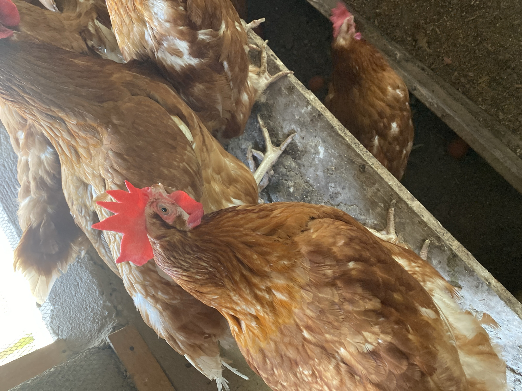 A close-up, low-angle shot of several brown chickens with red combs crowded together on and near a concrete structure that appears to be part of a coop or enclosure. The chickens are mostly brown with some white feathers mixed in. Their feet and legs are visible on the edge of the concrete structure. One chicken in the foreground is looking directly at the camera. The background is dark and includes glimpses of the interior of the coop, possibly with an egg visible. The location is stated as Maigizo, Nigeria, but there are no specific details in the image itself that confirm this.
