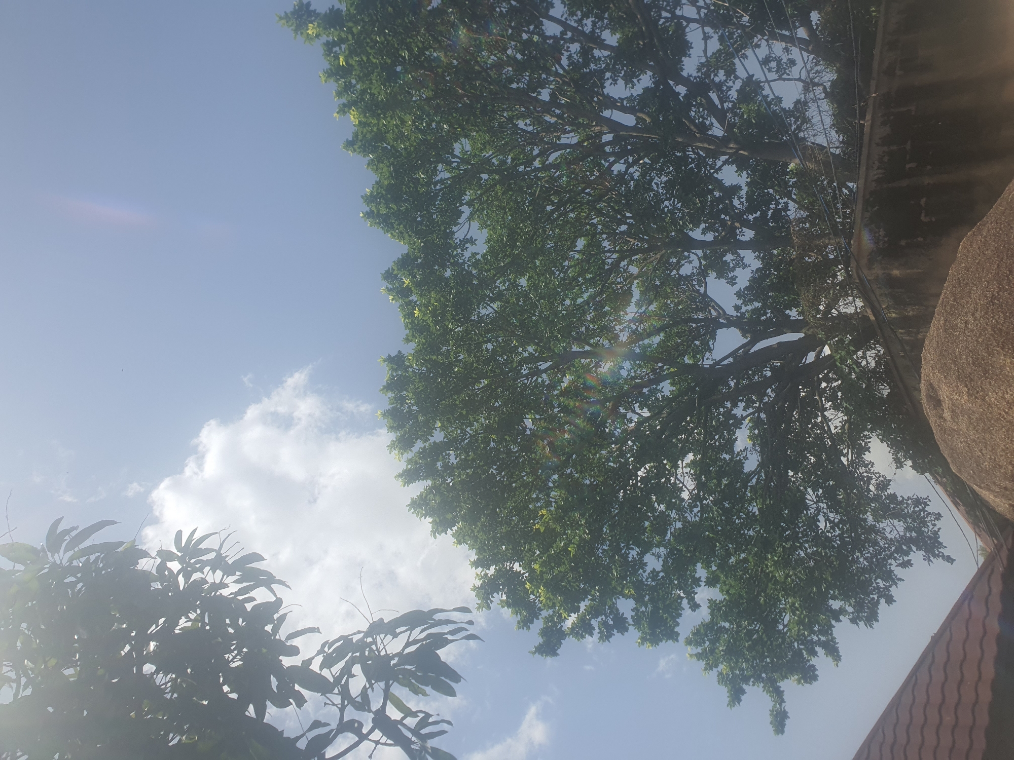 This media file captures an upward-looking view of trees against a bright blue sky with scattered white clouds, suggesting a daytime scene. The primary subjects are the lush green foliage of two trees, one larger and denser than the other, which is silhouetted in the lower left. Sunlight filters through the leaves, creating a dappled effect and lens flares across the image, indicating a sunny day.
In the upper right quadrant, a textured, weathered surface, likely a wall or building, is visible, along with a large, rough, rocky object, possibly a boulder or part of a structure. A portion of a brown, tiled roof is also present in the lower right corner, providing a hint of urban or semi-urban setting. The presence of power lines or wires can be seen running through the branches of the larger tree, suggesting proximity to human infrastructure.
The overall impression is one of a serene, natural setting juxtaposed with man-made elements. The time of day appears to be mid-morning to afternoon, given the brightness of the sky and the quality of the light. The location context of Jos, Nigeria, places this scene in a region known for its tropical climate and vegetation. There is no discernible activity or event taking place, and no visible text. The mood evoked is peaceful and summery.