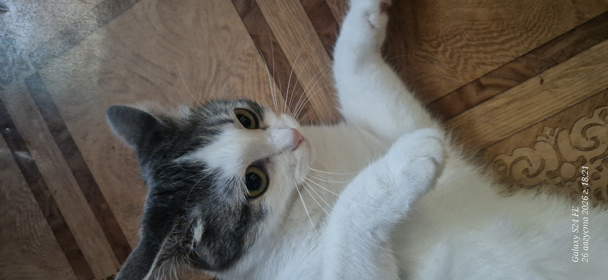 A domestic cat with white and grey fur is lying on a wooden floor. The cat's eyes are open and looking to the right. The floor has a striped pattern and a decorative element is visible on the lower right side. A timestamp "Galaxy S24 FE 26 августа 2026 г. 18:21" is overlaid on the image.