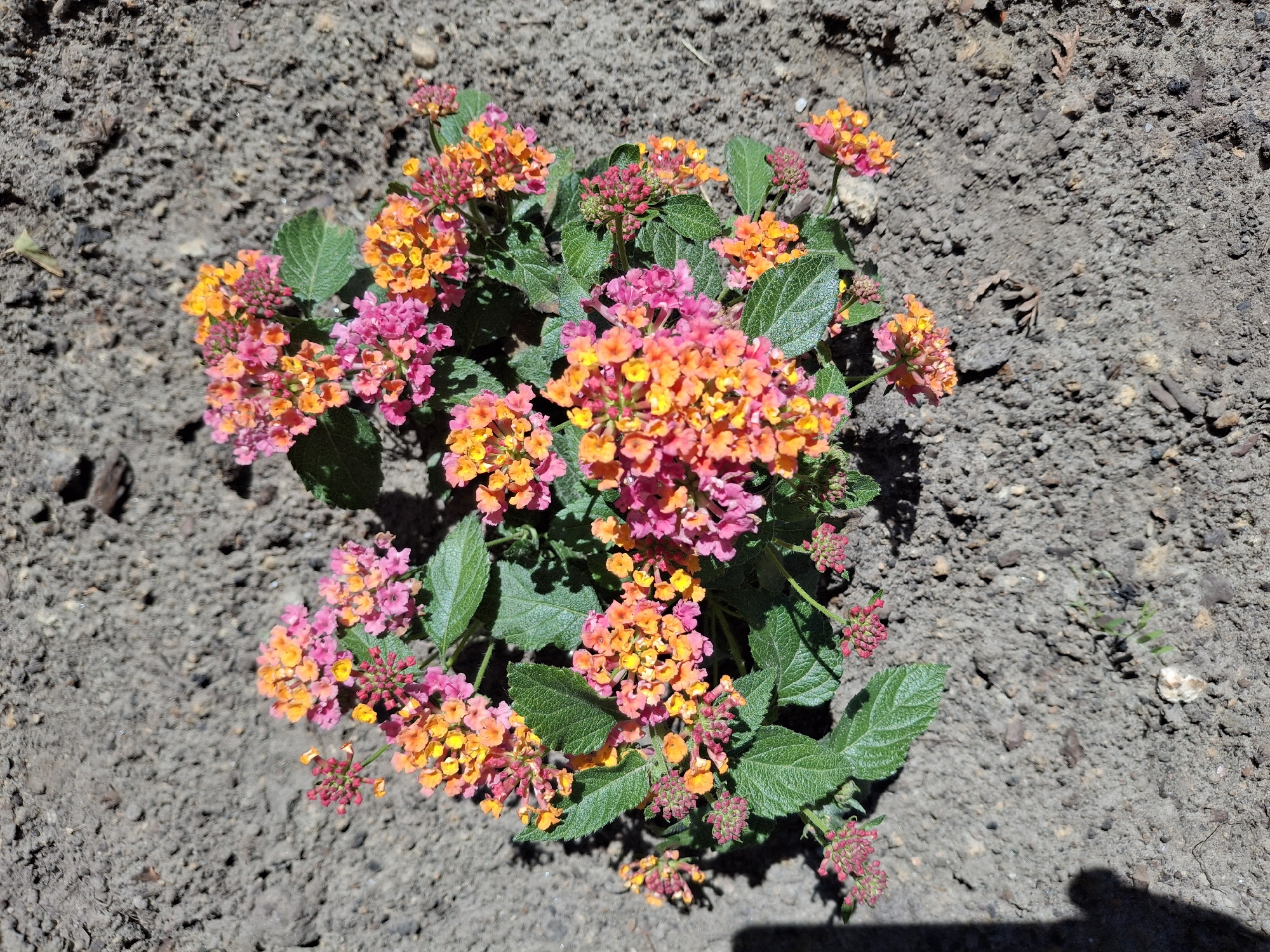A low-angle, full outdoor shot captures a vibrant cluster of Lantana flowers blooming amidst dry, sandy soil. The flowers exhibit a gradient of colors, ranging from bright pink and orange to yellow, clustered in small, dense heads. Lush green leaves surround the blossoms, contrasting with the muted tones of the ground. The soil appears dry and loosely packed, with small pebbles and debris scattered across its surface, suggesting a possibly arid or recently disturbed environment. The lighting indicates it's daytime, with distinct shadows cast by the plant and an unidentified object on the left edge of the frame, possibly a person's silhouette. The overall scene is one of natural beauty and growth within a simple, earthy setting. This image was taken in Ogre, Latvia.