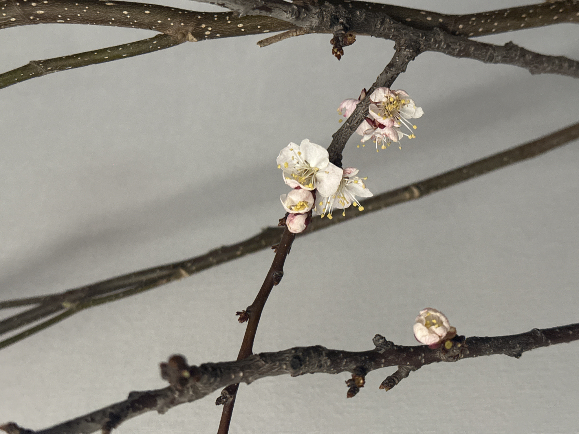 Multiple bare tree branches are displayed against a uniform light gray background. The branches vary in thickness and coloration, ranging from dark brown to a lighter brown, some exhibiting small, light-colored lenticels. Numerous small flower buds and open blossoms are present along the branches. The open flowers feature five white petals, often tinged with pink at their bases, surrounding prominent clusters of yellow stamens. Several buds appear as ovate, pinkish-white structures. No individuals, actions, or interactions are present. The environment is limited to the plain background; no specific location in Kazan, Russia, is discernible from this imagery.