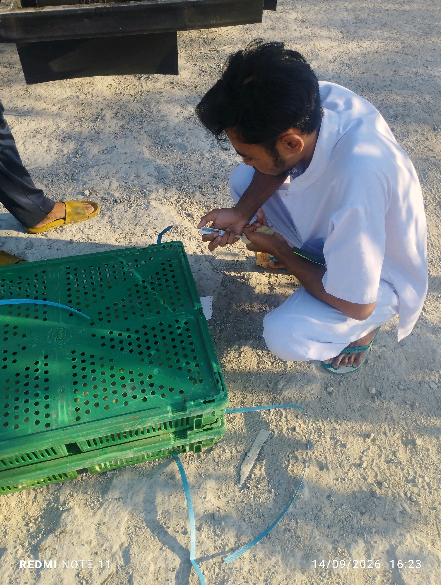 In Bero, Indonesia, a man wearing a white thobe and sandals is squatting on the ground next to a stack of green plastic crates. He is holding a small, light-colored object in his hands, and appears to be examining it. His left hand holds a small electronic device, possibly a thermometer. The ground is covered in sand and small stones. A blue strap is visible on the ground near the crates. The image is dated 14/09/2026 at 16:23.