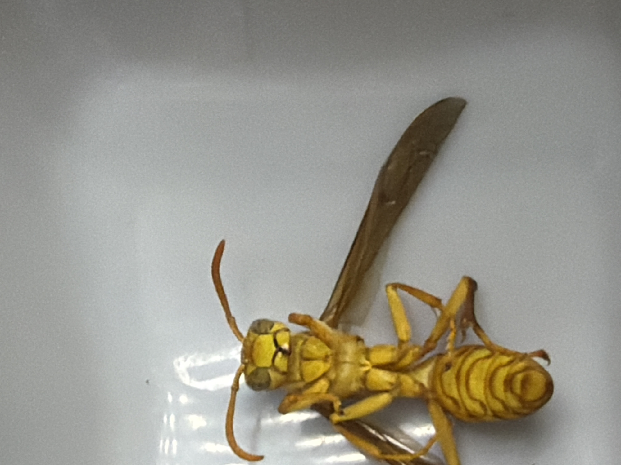 The image shows a dead yellow wasp lying on a white surface, possibly a table or a container. The wasp is positioned on its back, with its legs and wings spread out. Its body is segmented and features distinct yellow and brown markings, particularly on its abdomen. The head is clearly visible, with large eyes and antennae. One of the wasp's wings is partially obscured by its body. The background is a plain white, suggesting an indoor setting. There is no indication of the location within Chirchik, Uzbekistan.