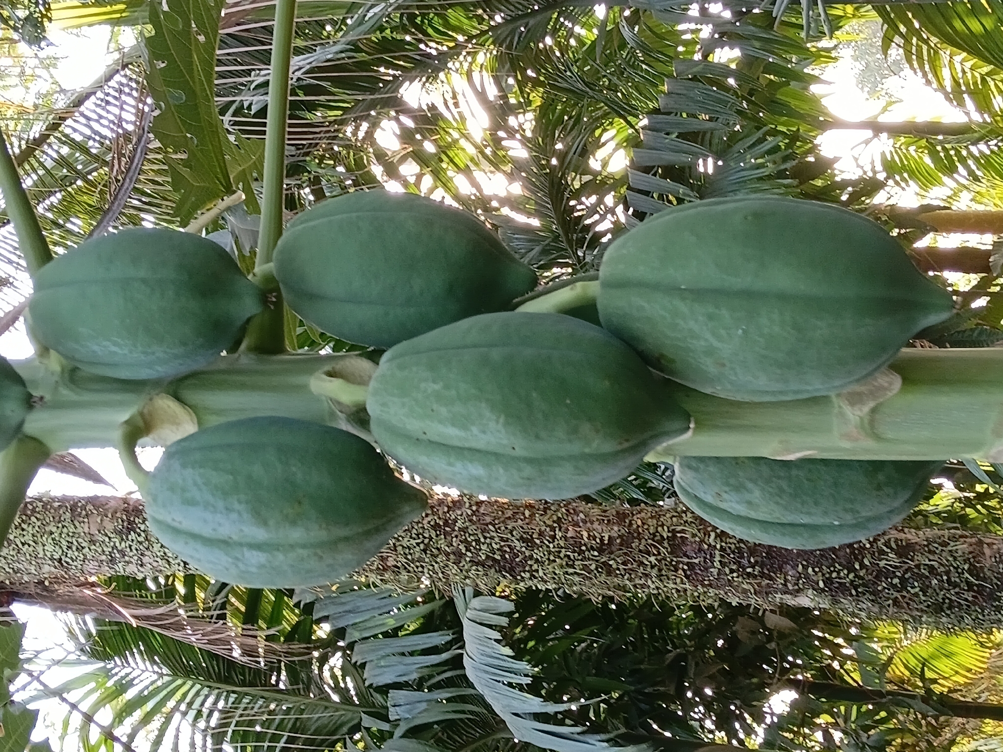 A vertical, medium shot captures a cluster of unripe green papayas hanging from a thick, rough-barked tree trunk. The papayas are oblong with distinct ridges, and appear to be a vibrant green. Six papayas are visible, with the lowest one occupying the bottom center of the frame. The tree trunk, covered in lighter-colored, fibrous material, dominates the left side of the image. Behind the papayas and tree, a dense background of tropical foliage is visible, with palm fronds prominently featured. Sunlight filters through the leaves, creating bright highlights and dappled shadows, indicating an outdoor setting likely during daylight hours. The scene is consistent with the tropical environment of Margo Rukun, Indonesia, where papaya trees are common. No people are present in the image.