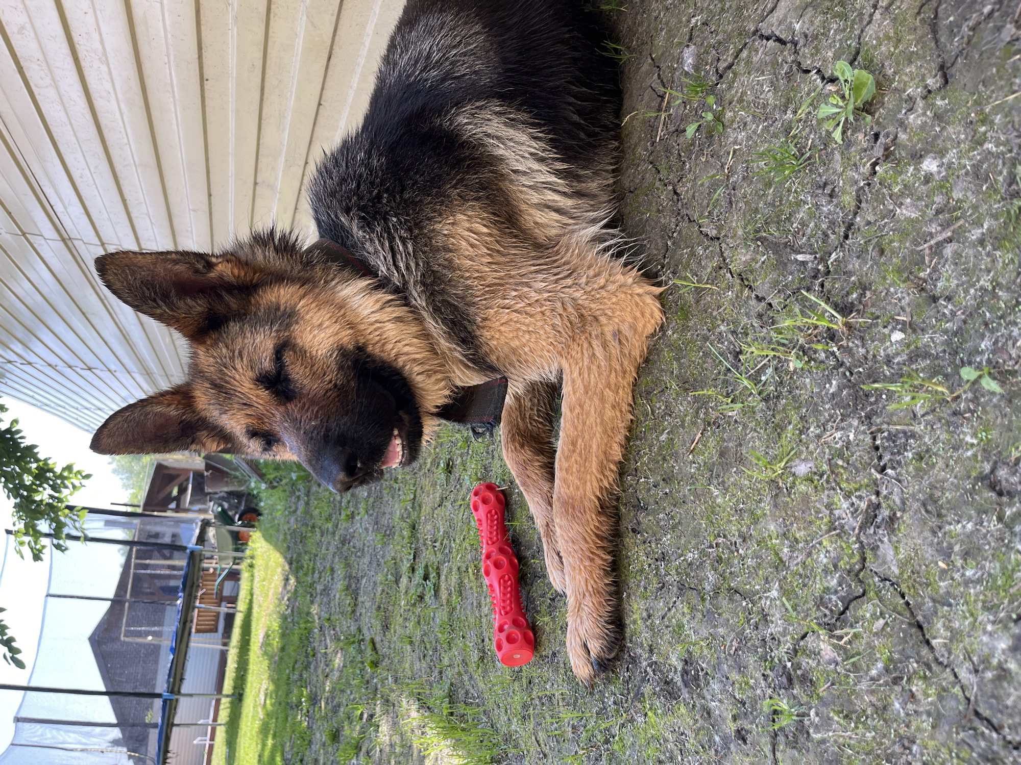 A German Shepherd lies on dry, cracked earth with sparse green grass in a backyard. A red, segmented chew toy rests to the left of the dog. In the background, a trampoline with a safety net is visible, along with a house and some trees. The dog appears wet, with its fur matted in places. The scene is set outdoors in a residential area, potentially in Novosibirsk, Russia, given the provided context. The time of day is likely daytime, with sunlight casting shadows.