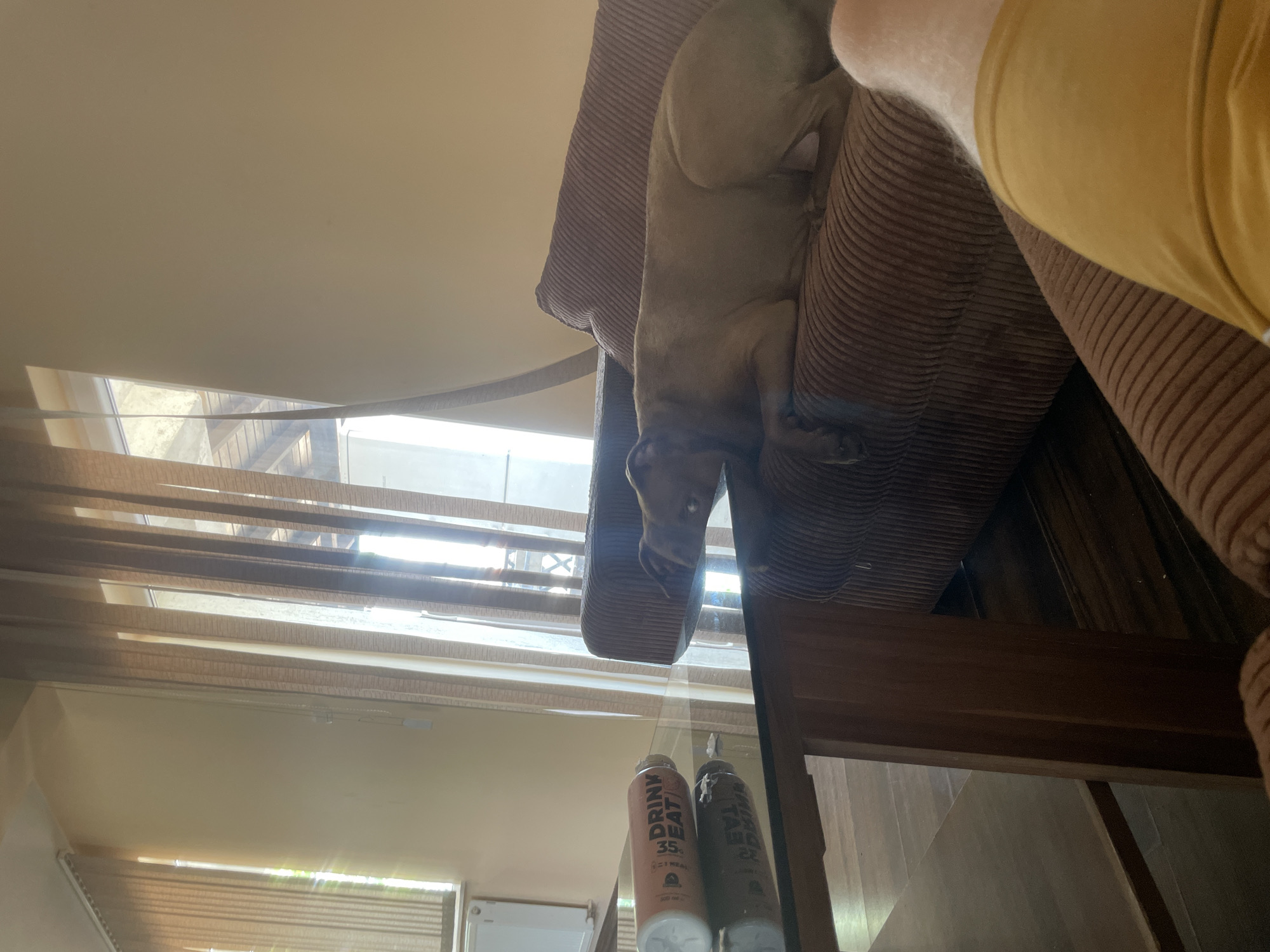 An indoor shot features a dog, a table, a couch, and blinds on a window. The dog is lying on the couch and appears to be resting. The table is made of glass and wood, and it has a bottle on it. The couch is brown and made of corduroy. The blinds are vertical and appear to be made of fabric. The setting is a room in a house in Malevo, Bulgaria.