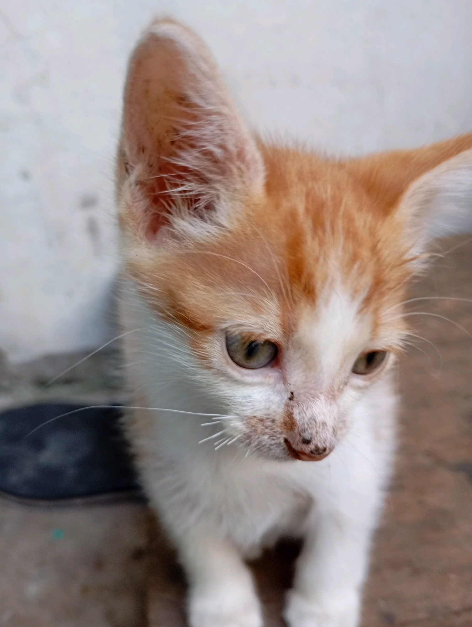 A close-up, outdoor, eye-level, medium shot captures an orange and white kitten in Balikpapan, Indonesia. The kitten is facing slightly to the right, with its head tilted downwards. Its large ears are prominent, with the left ear angled slightly forward. The kitten's fur is short, with orange tabby markings on its head and down its back. Its eyes are light green. The background consists of a textured light-colored wall on the left and a blurred brown surface, likely pavement or dirt, on the right. A dark, rounded object, possibly a shoe or a part of a bag, is partially visible in the lower left corner. The lighting suggests an overcast day, as there are no harsh shadows. The overall impression is of a young, curious animal in an urban setting.